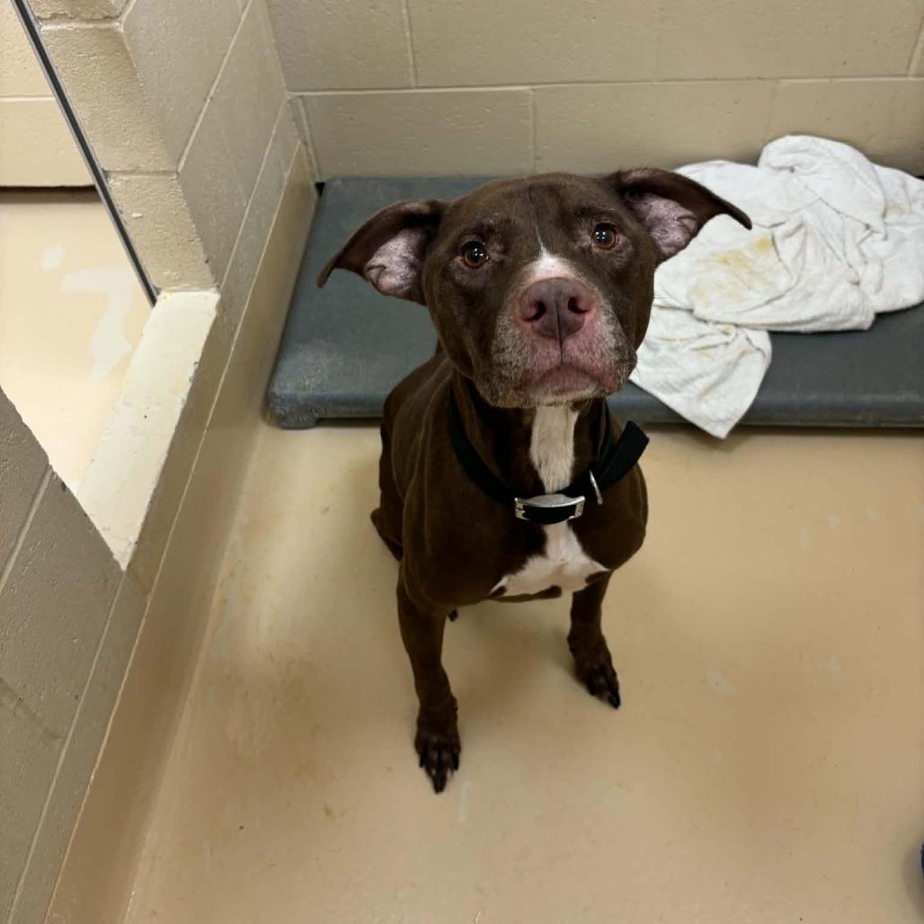 Enlarge Tank, a Adoptable Mixed Breed in Winston-Salem, NC image 6/6