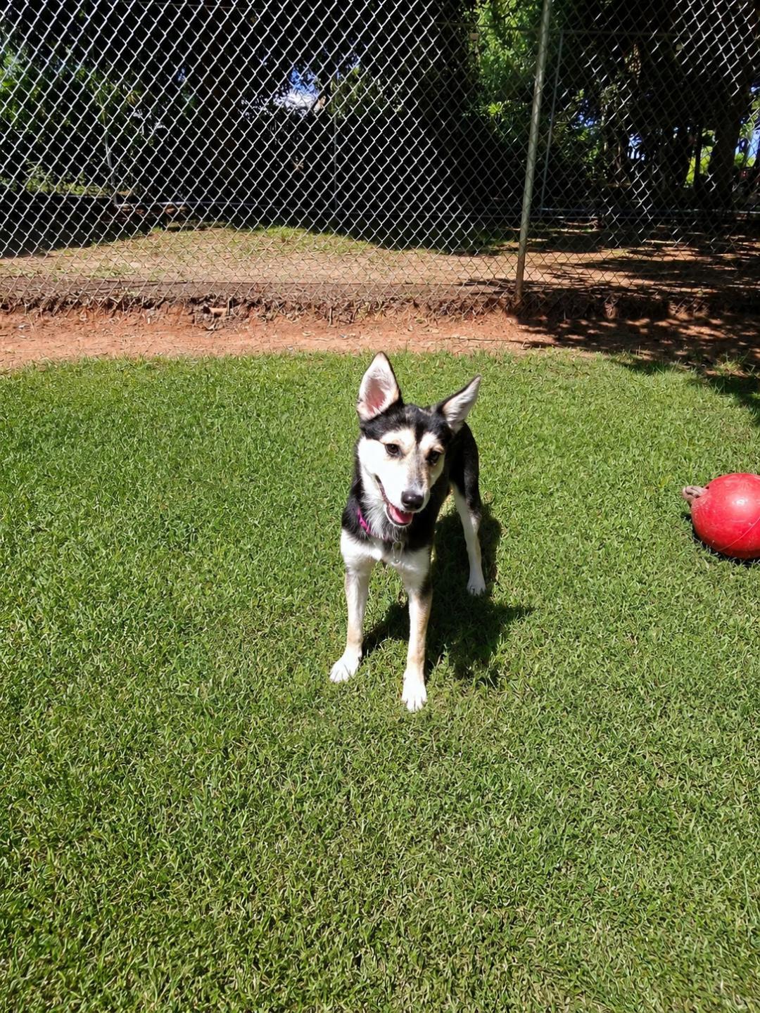Opal, a Adoptable mixed breed in Dillsburg, PA image 5/6