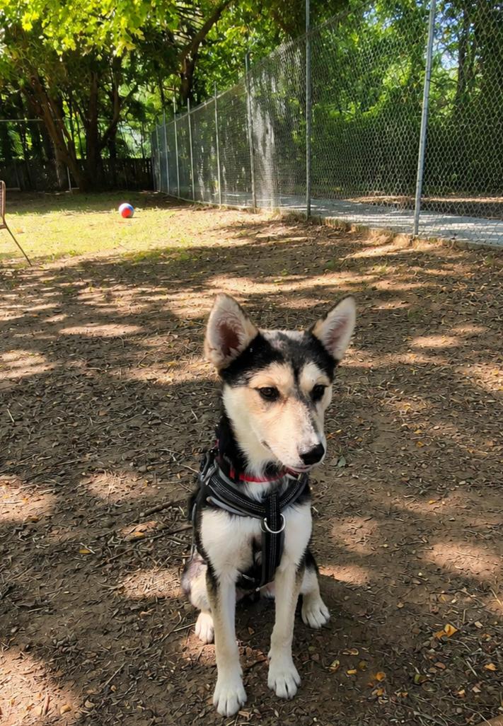 Opal, a Adoptable mixed breed in Dillsburg, PA image 2/6