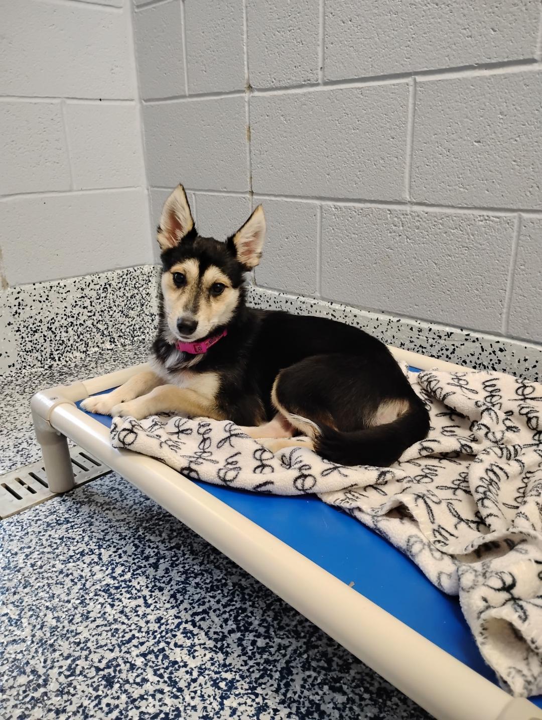 Opal, a Adoptable mixed breed in Dillsburg, PA image 4/6