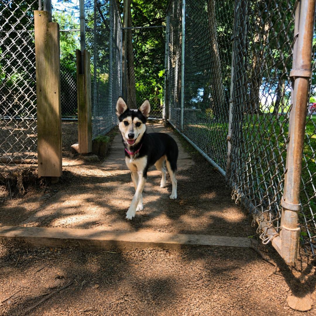 Opal, a Adoptable mixed breed in Dillsburg, PA image 1/6