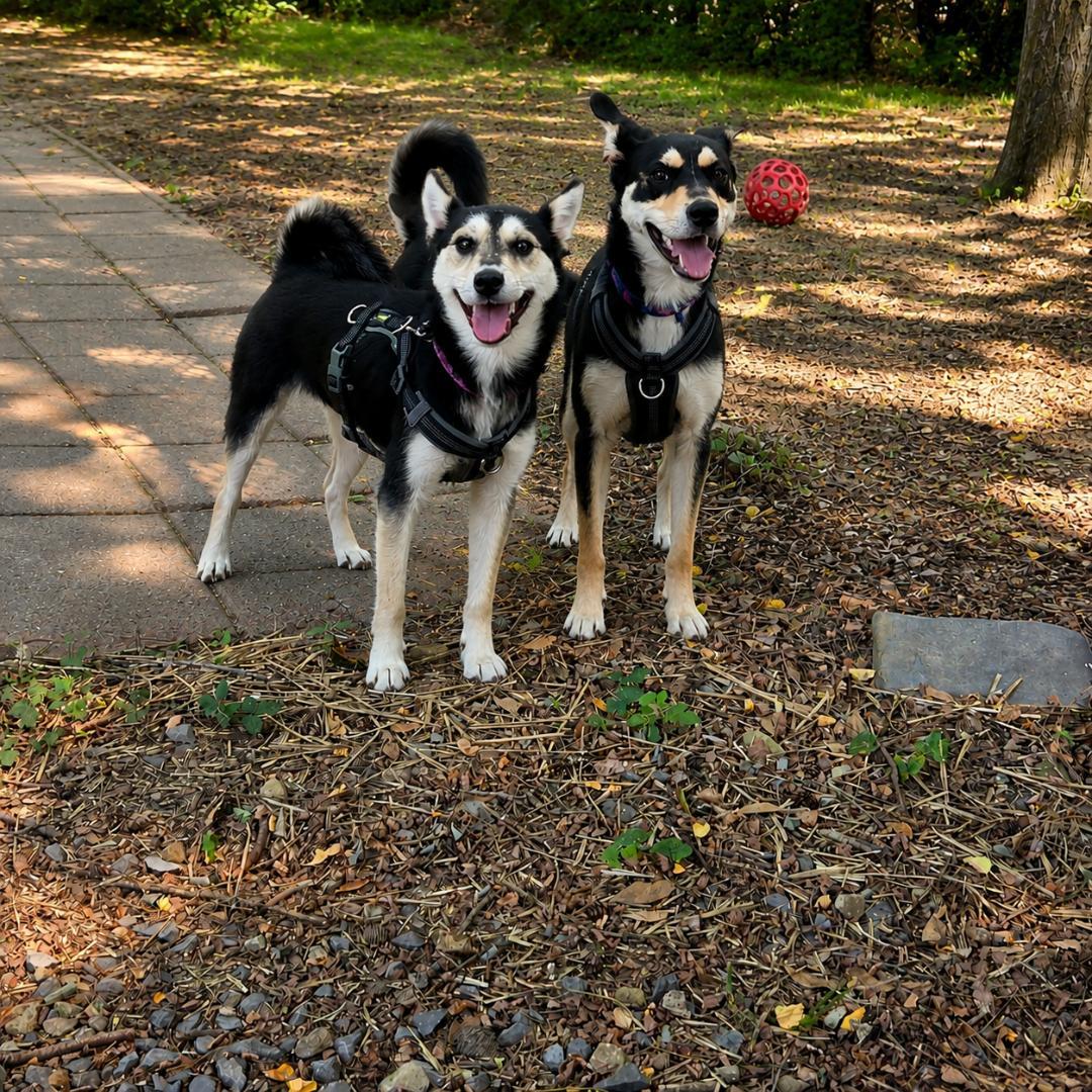 Opal, a Adoptable mixed breed in Dillsburg, PA image 6/6