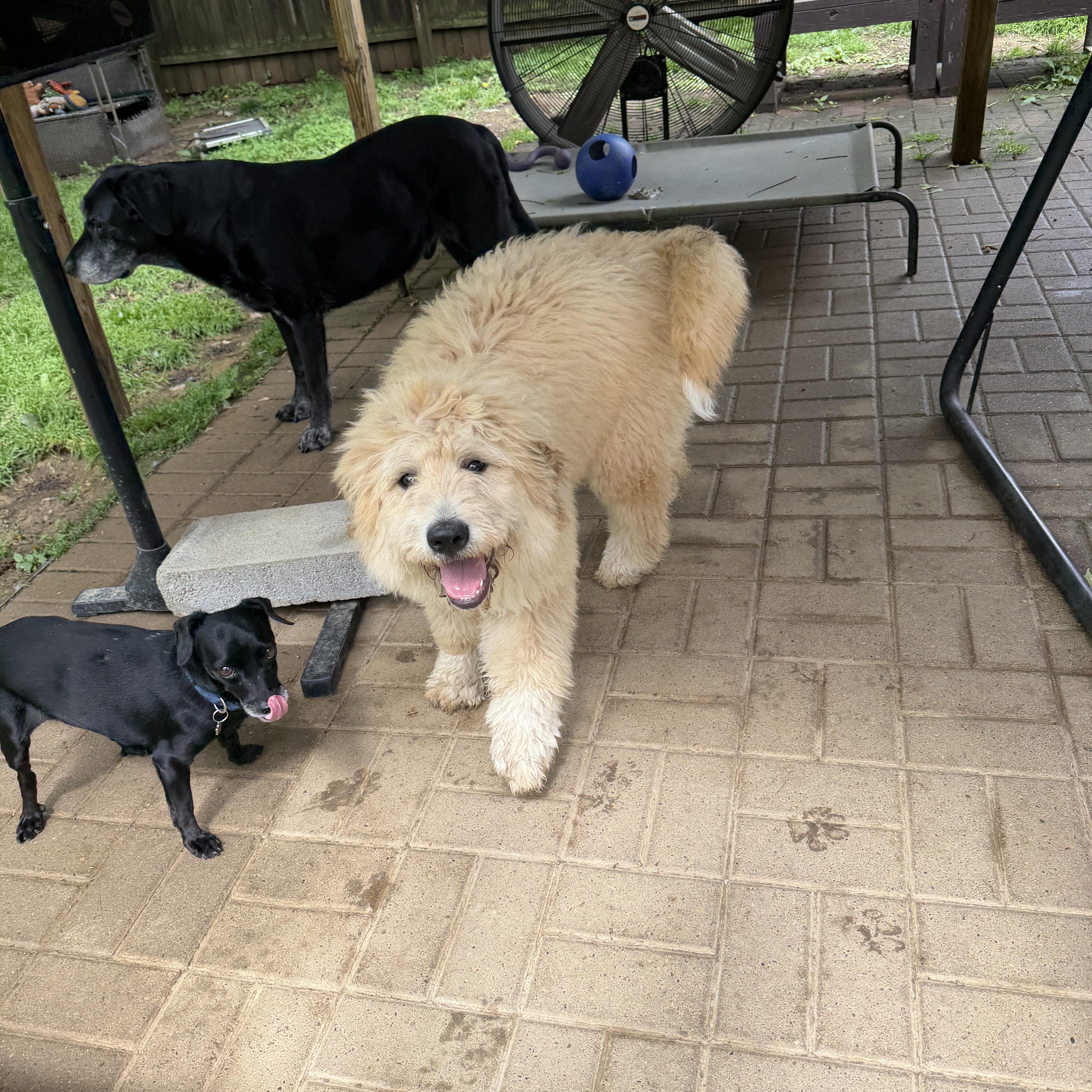 Enlarge Lilly, a ADOPTABLE mixed breed in Jeffersonville, IN image 3/5