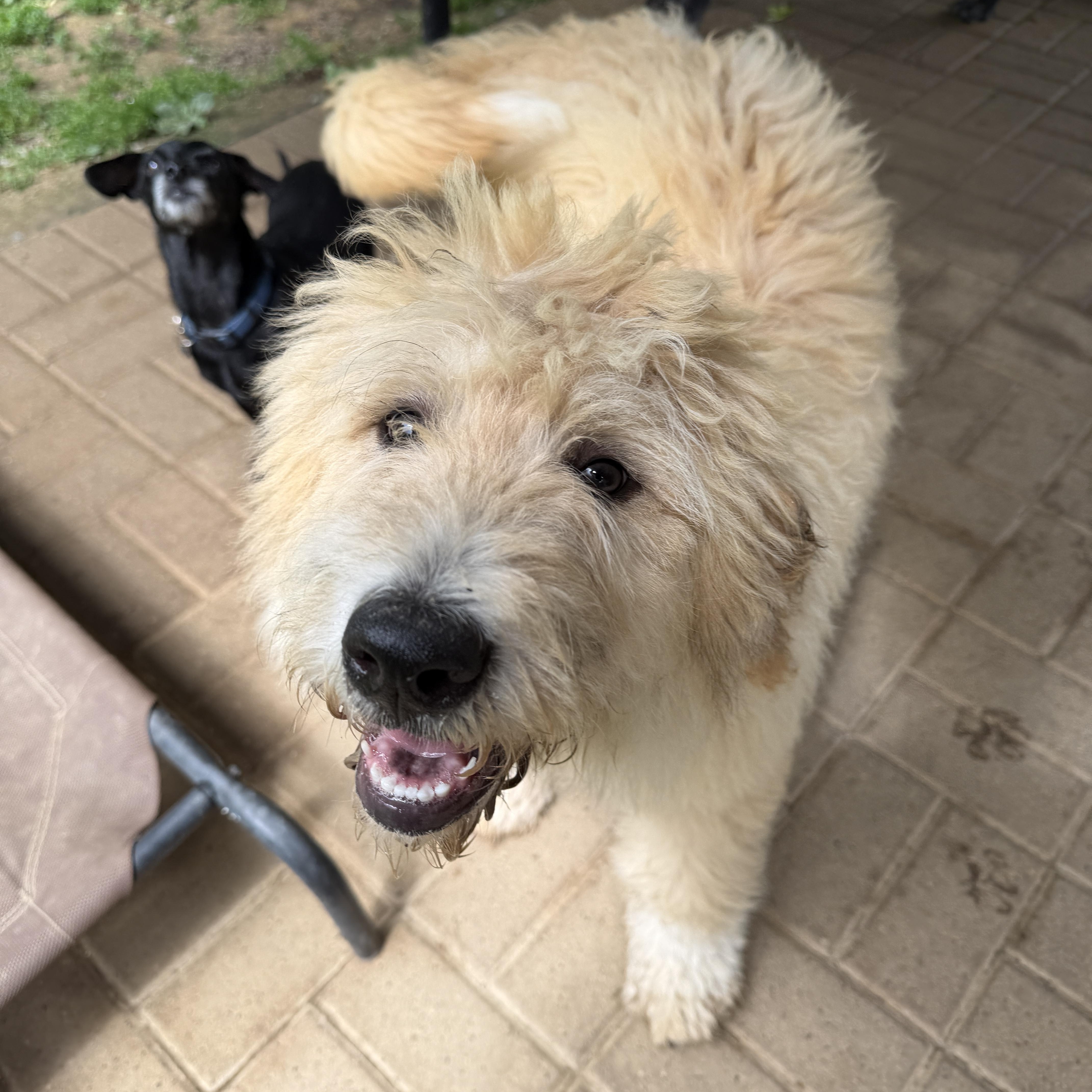 Enlarge Lilly, a ADOPTABLE mixed breed in Jeffersonville, IN image 4/5