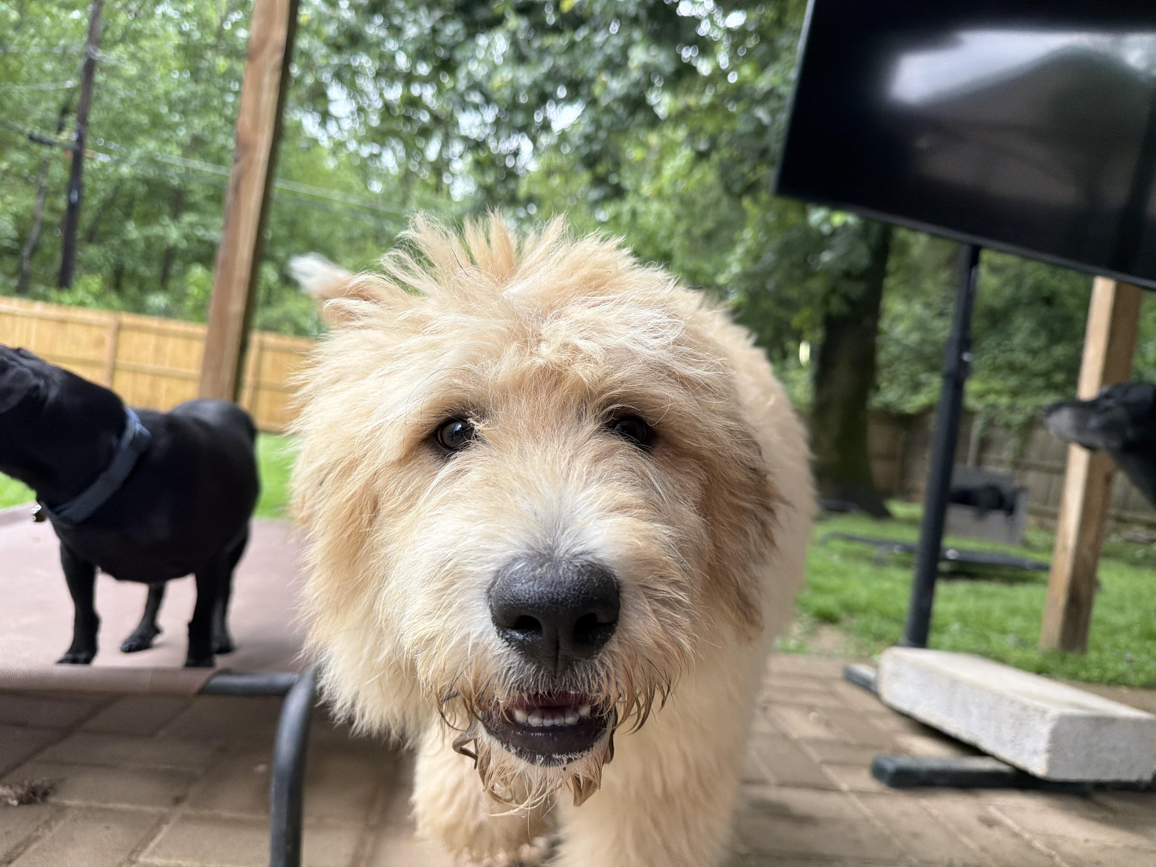 Enlarge Lilly, a ADOPTABLE mixed breed in Jeffersonville, IN image 2/5