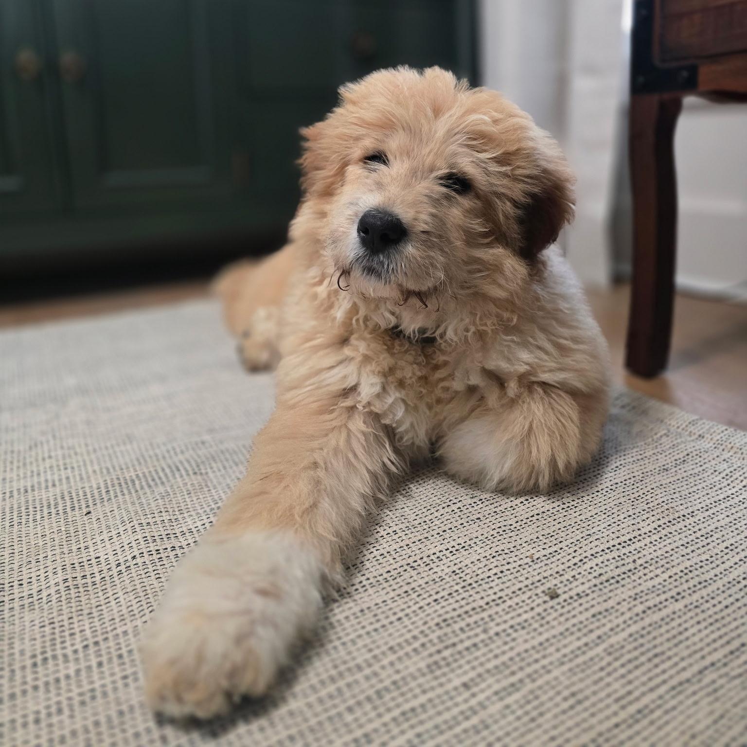 Lilly, ADOPTABLE, Puppy Female Great Pyrenees & Standard Poodle.