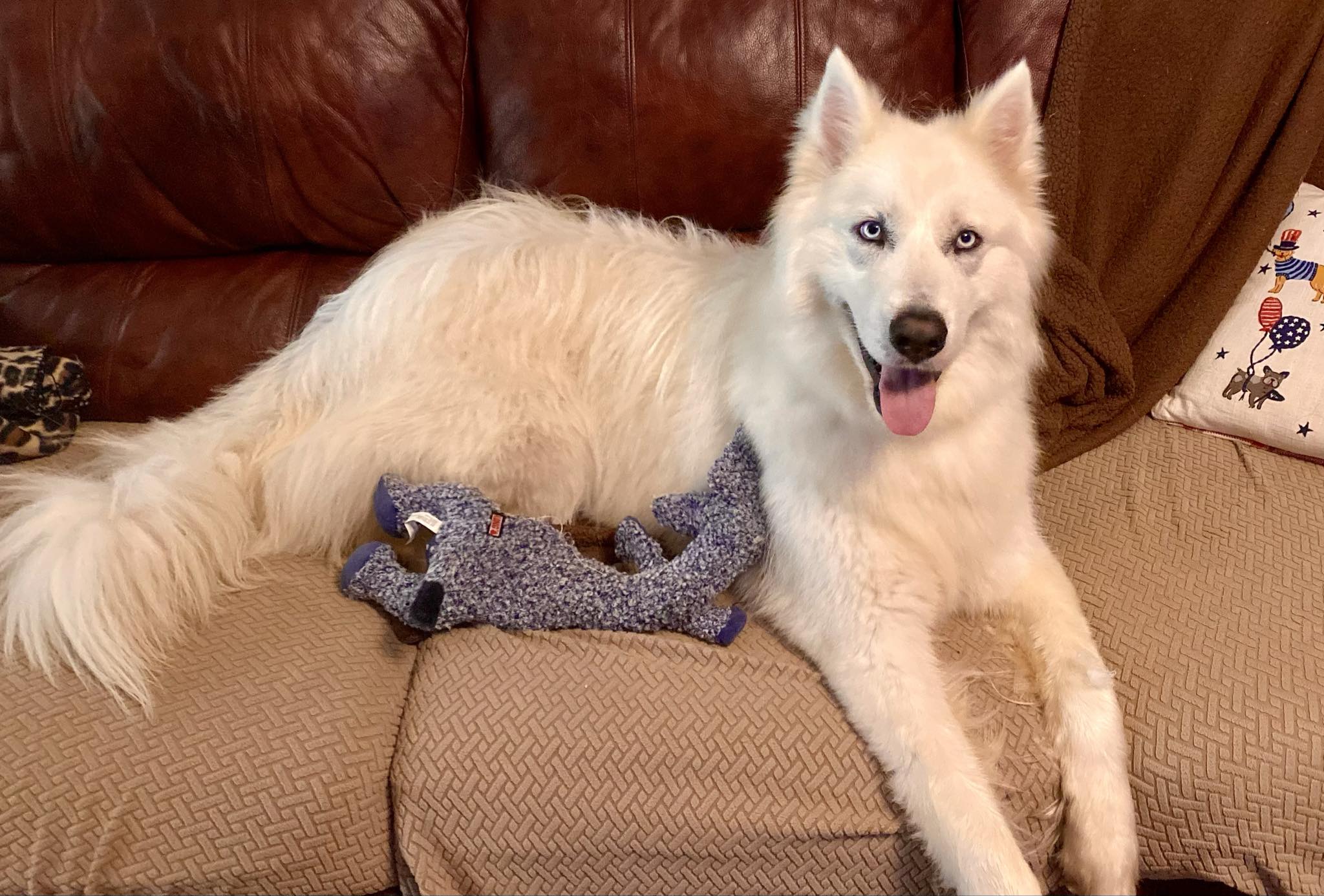 Rex, a Adopted mixed breed in Madison, WI image 3/5