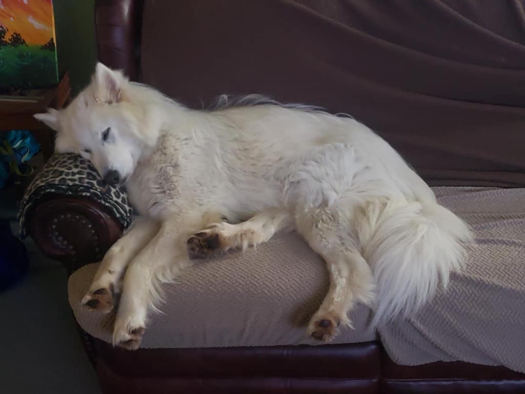 Rex, a Adopted mixed breed in Madison, WI image 2/5