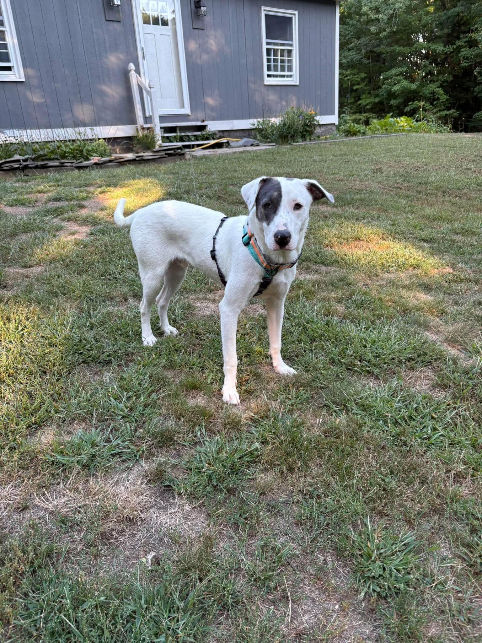 Enlarge Casper (FEE SPONSORED), an adoptable mixed breed in Kennebunk , ME image 5/5