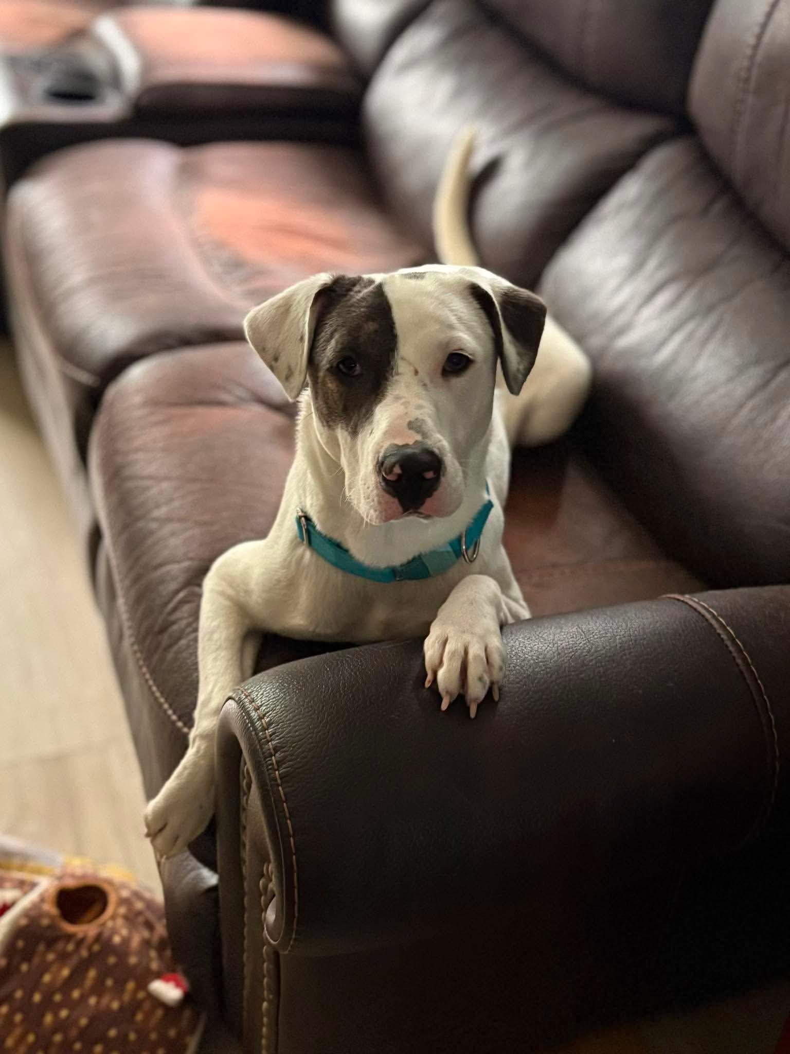 Casper (FEE SPONSORED), an adoptable mixed breed in Kennebunk , ME image 2/5