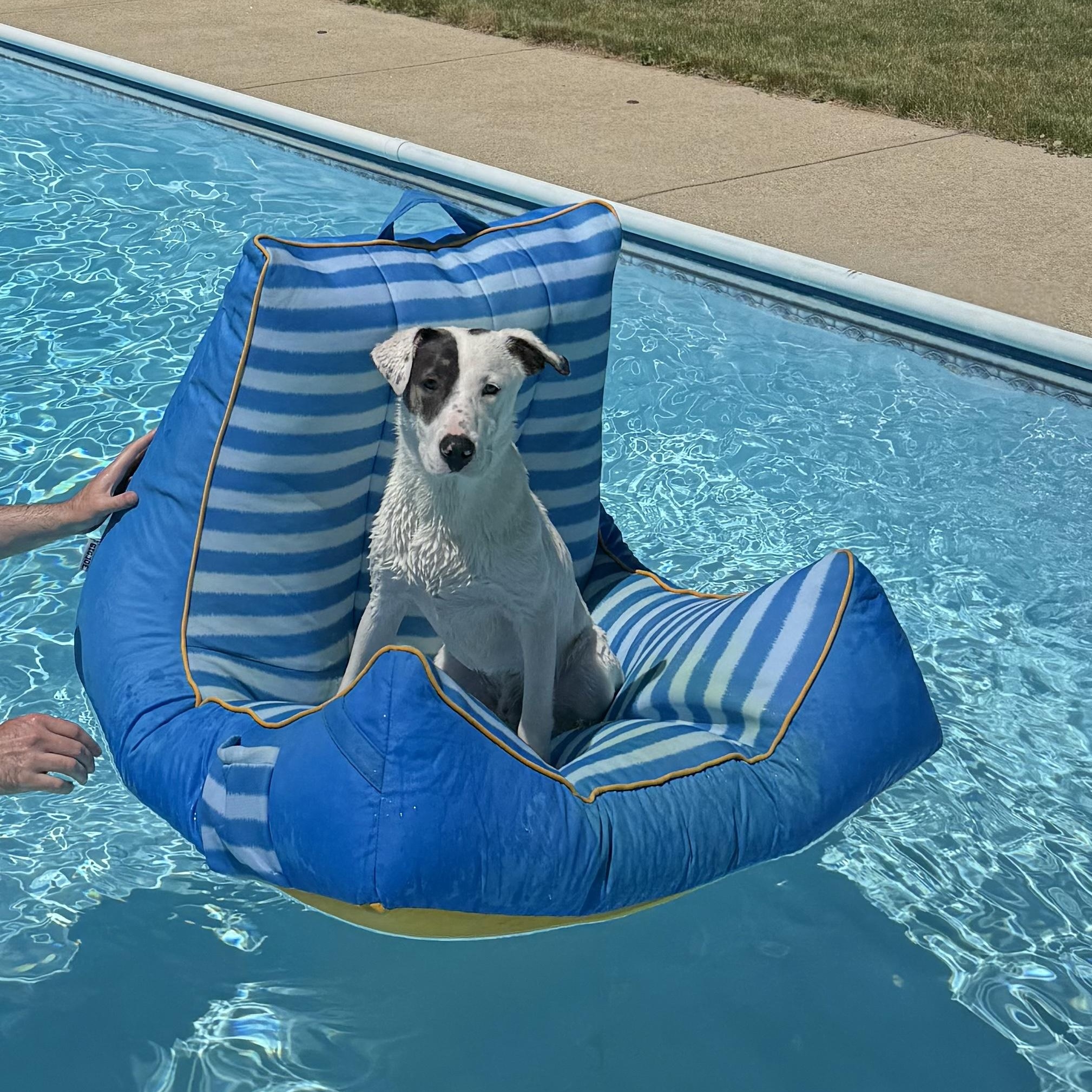 Casper, a ADOPTABLE mixed breed in Kennebunk , ME image 3/6