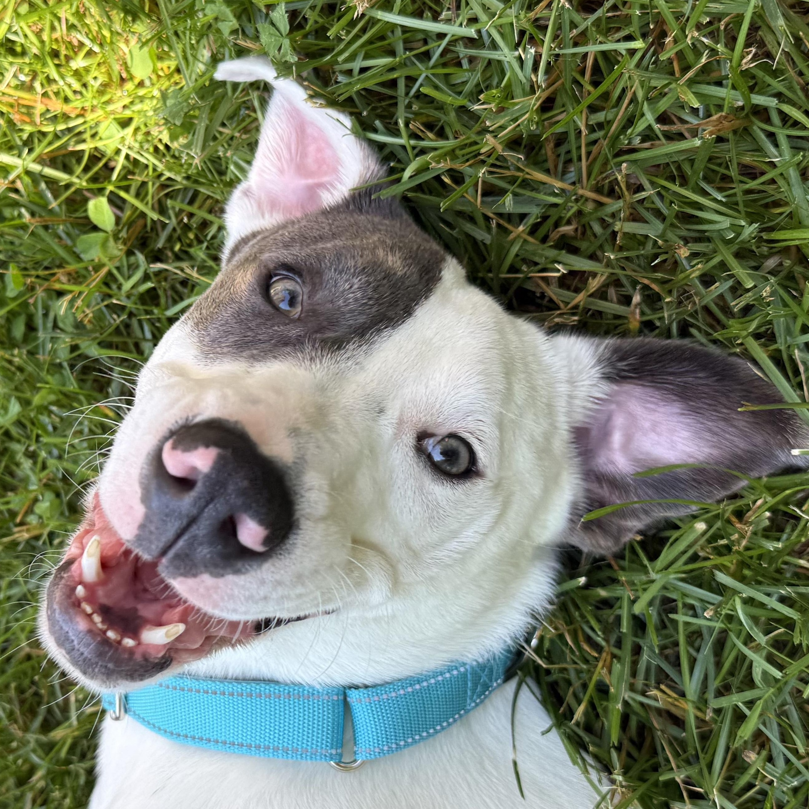 Casper, a ADOPTABLE mixed breed in Kennebunk , ME image 4/6