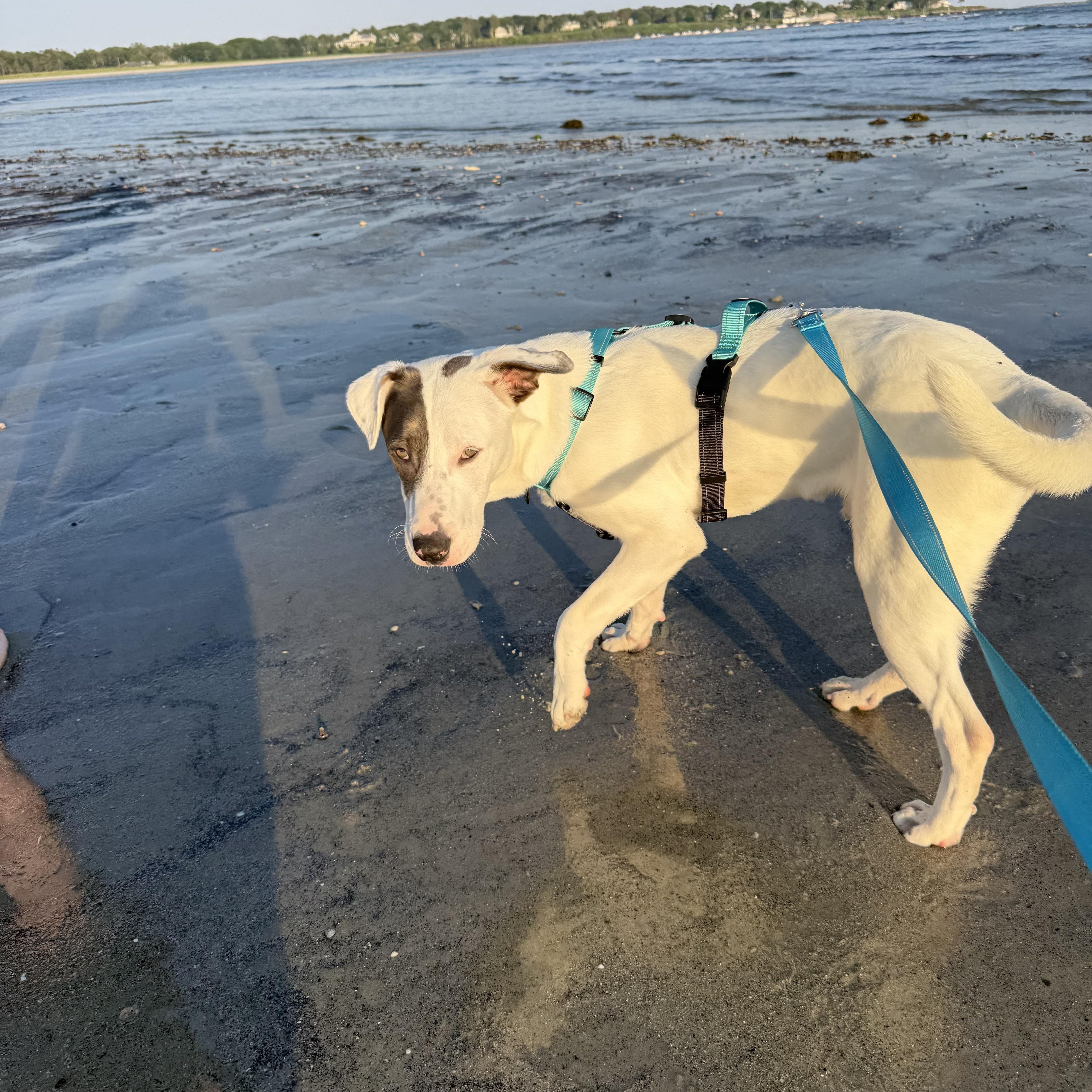 Casper, a ADOPTABLE mixed breed in Kennebunk , ME image 2/6
