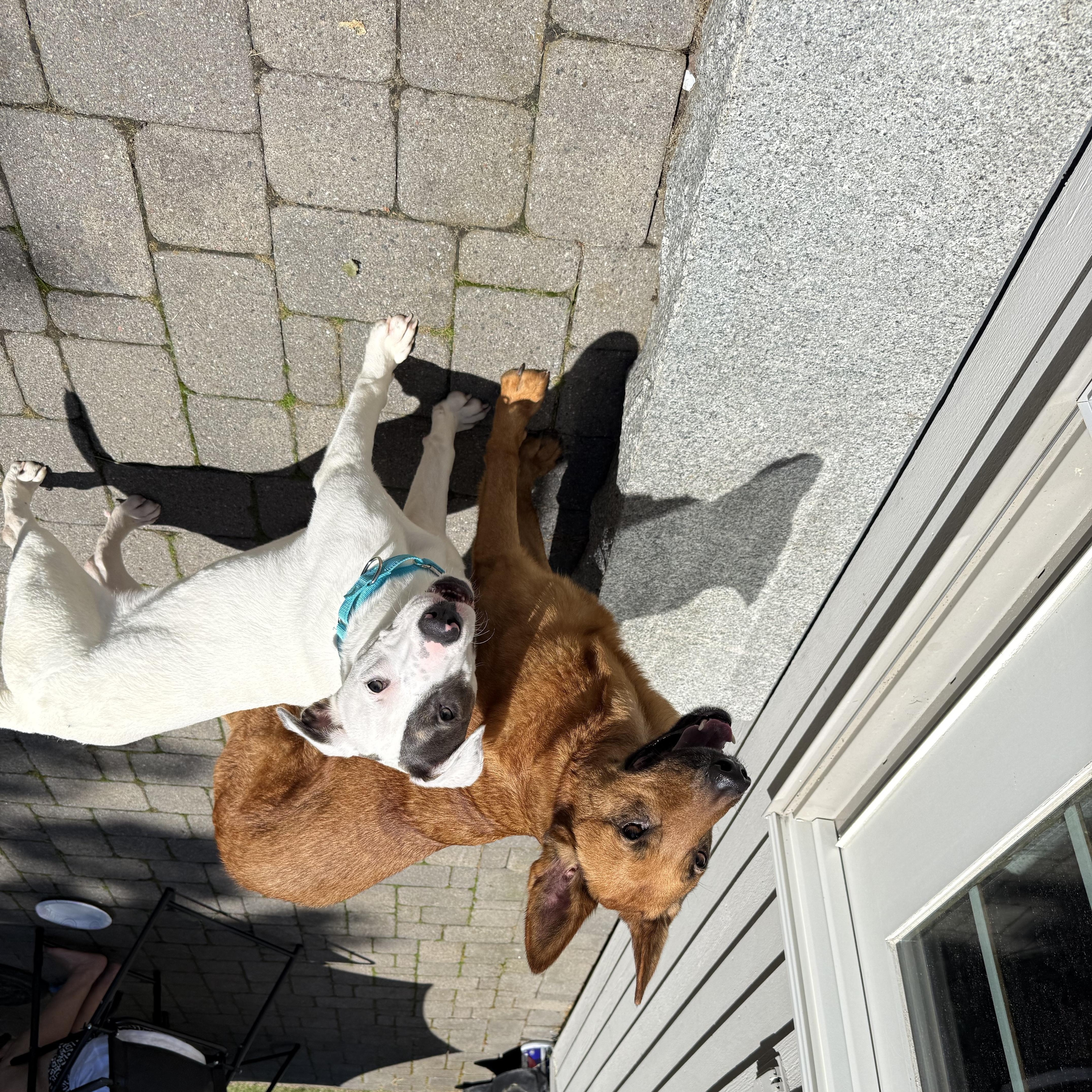 Casper, a ADOPTABLE mixed breed in Kennebunk , ME image 5/6