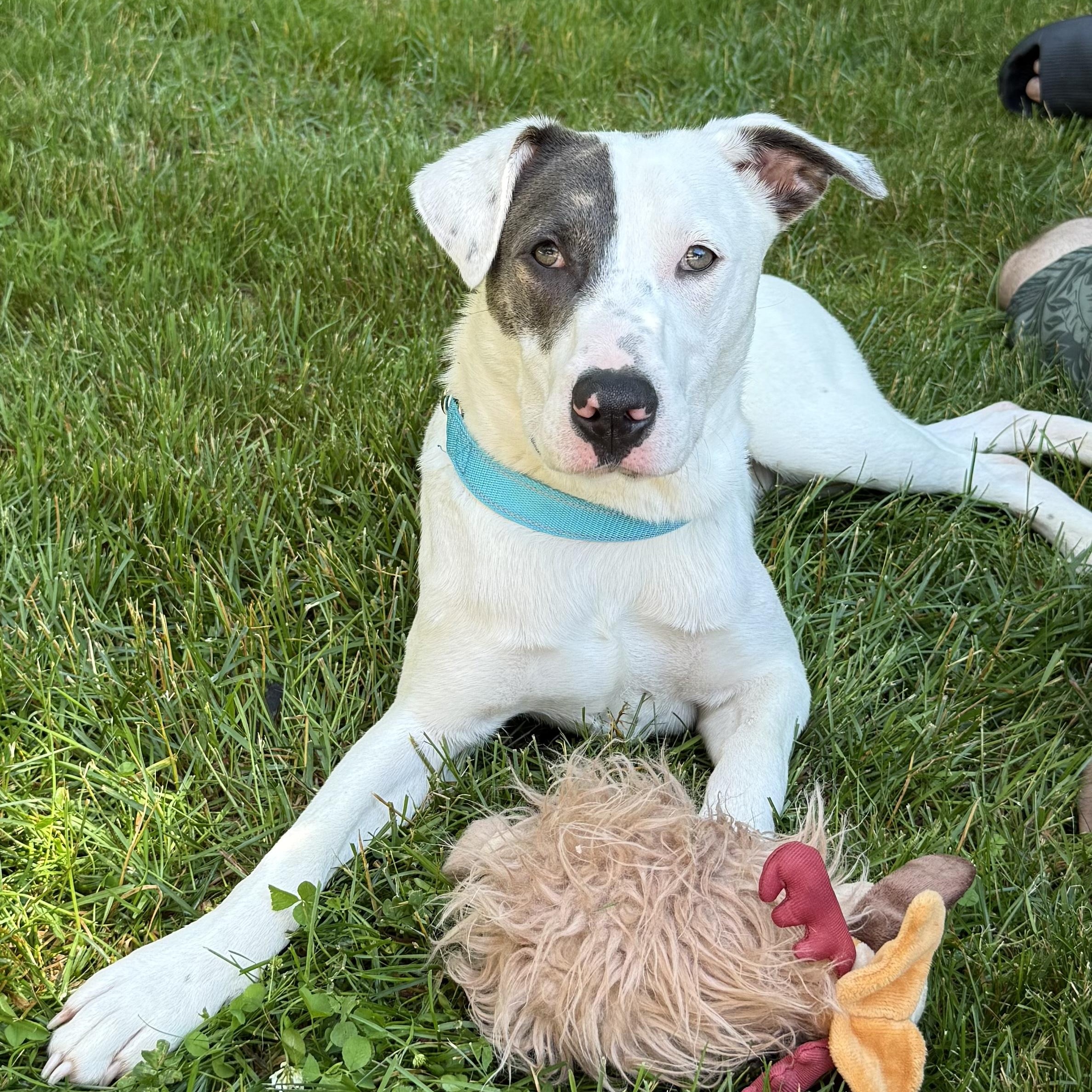 Casper, a ADOPTABLE mixed breed in Kennebunk , ME image 1/6