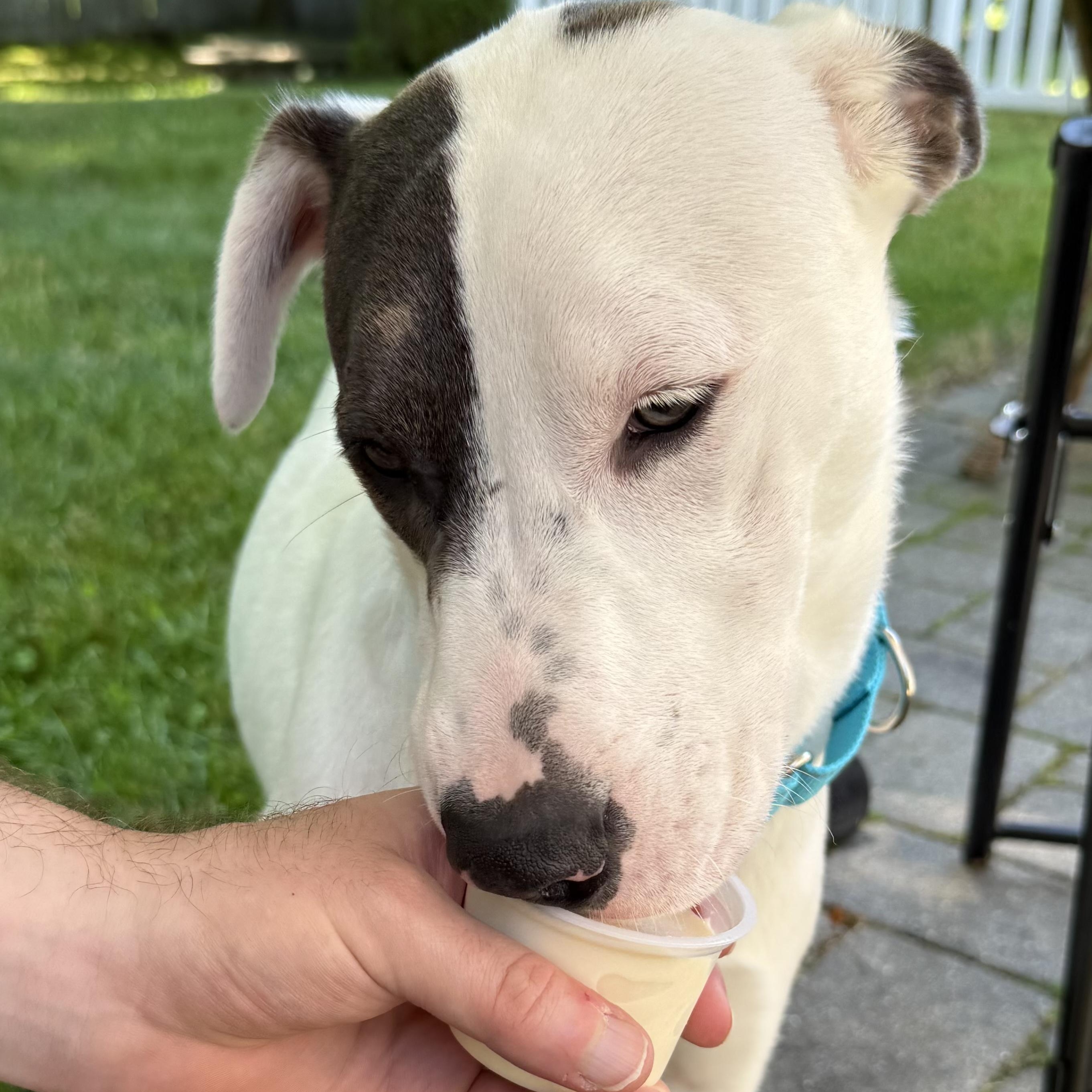 Casper, a ADOPTABLE mixed breed in Kennebunk , ME image 6/6