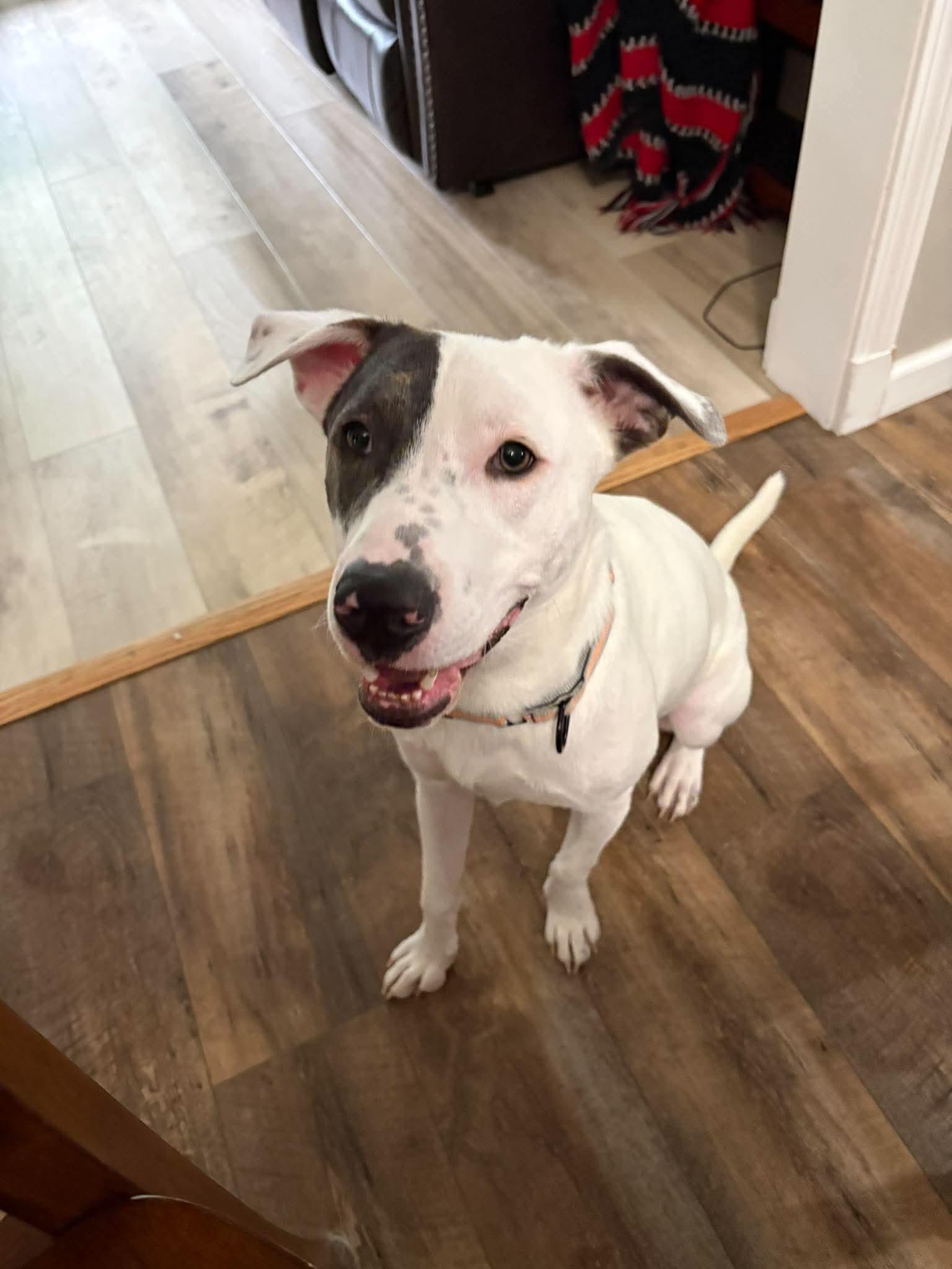 Enlarge Casper (FEE SPONSORED), an adoptable mixed breed in Kennebunk , ME image 1/5