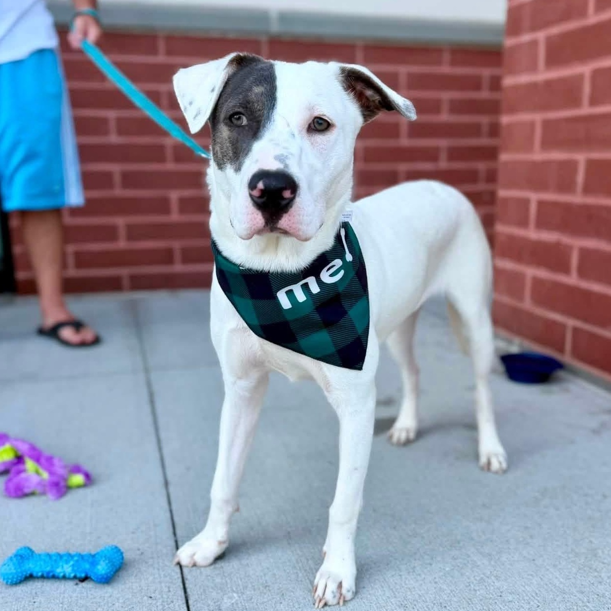 Casper (FEE SPONSORED), adoptable, Young Male Pit Bull Terrier.