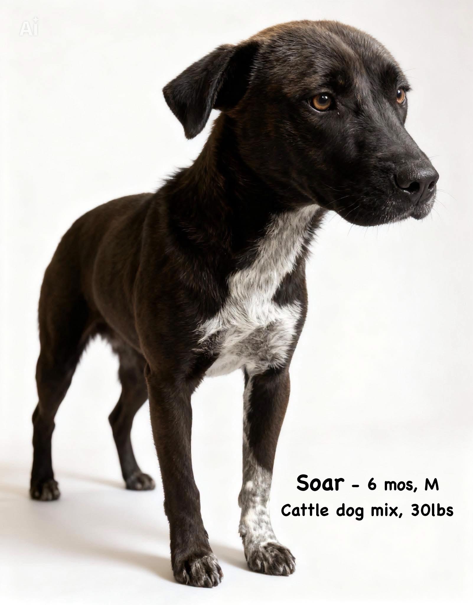 Enlarge Soar, a Adoptable mixed breed in Colorado Springs, CO image 1/1