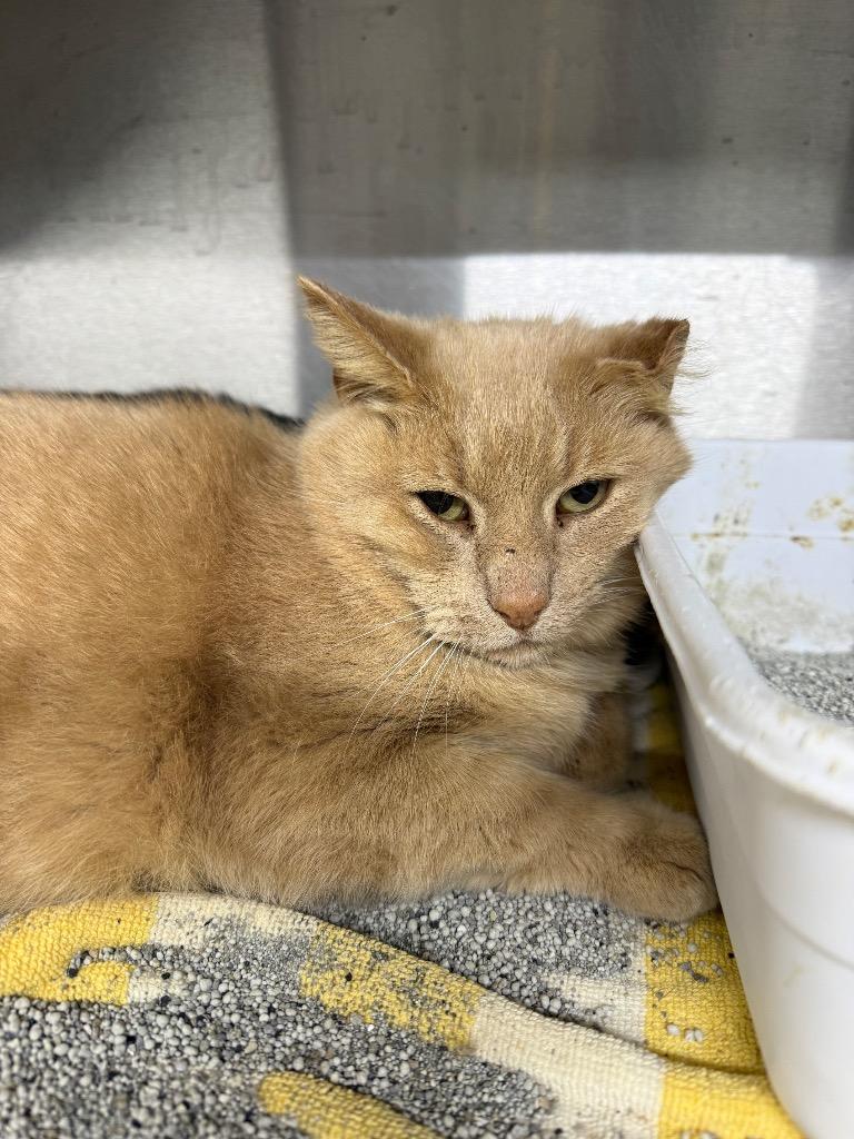 Remi, Adoptable, Adult Male Domestic Short Hair.