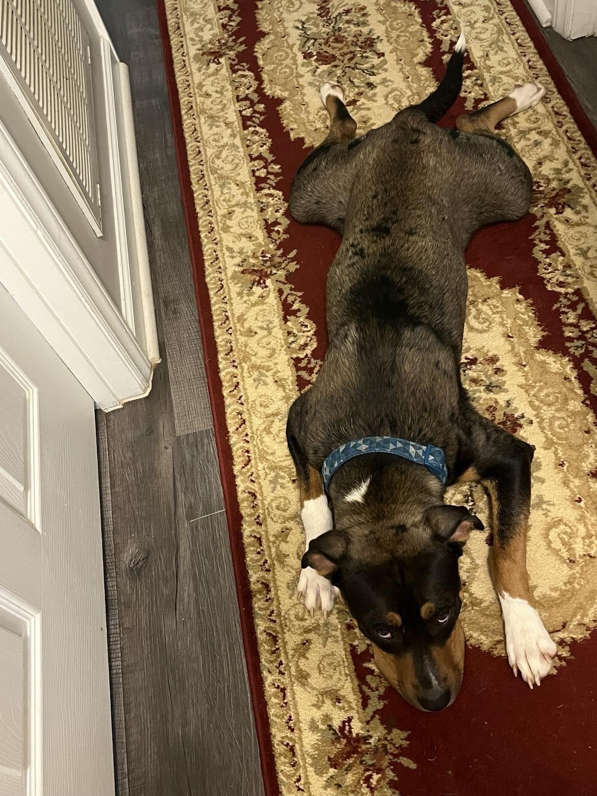 Elmo, a Adoptable mixed breed in holly springs, NC image 2/5