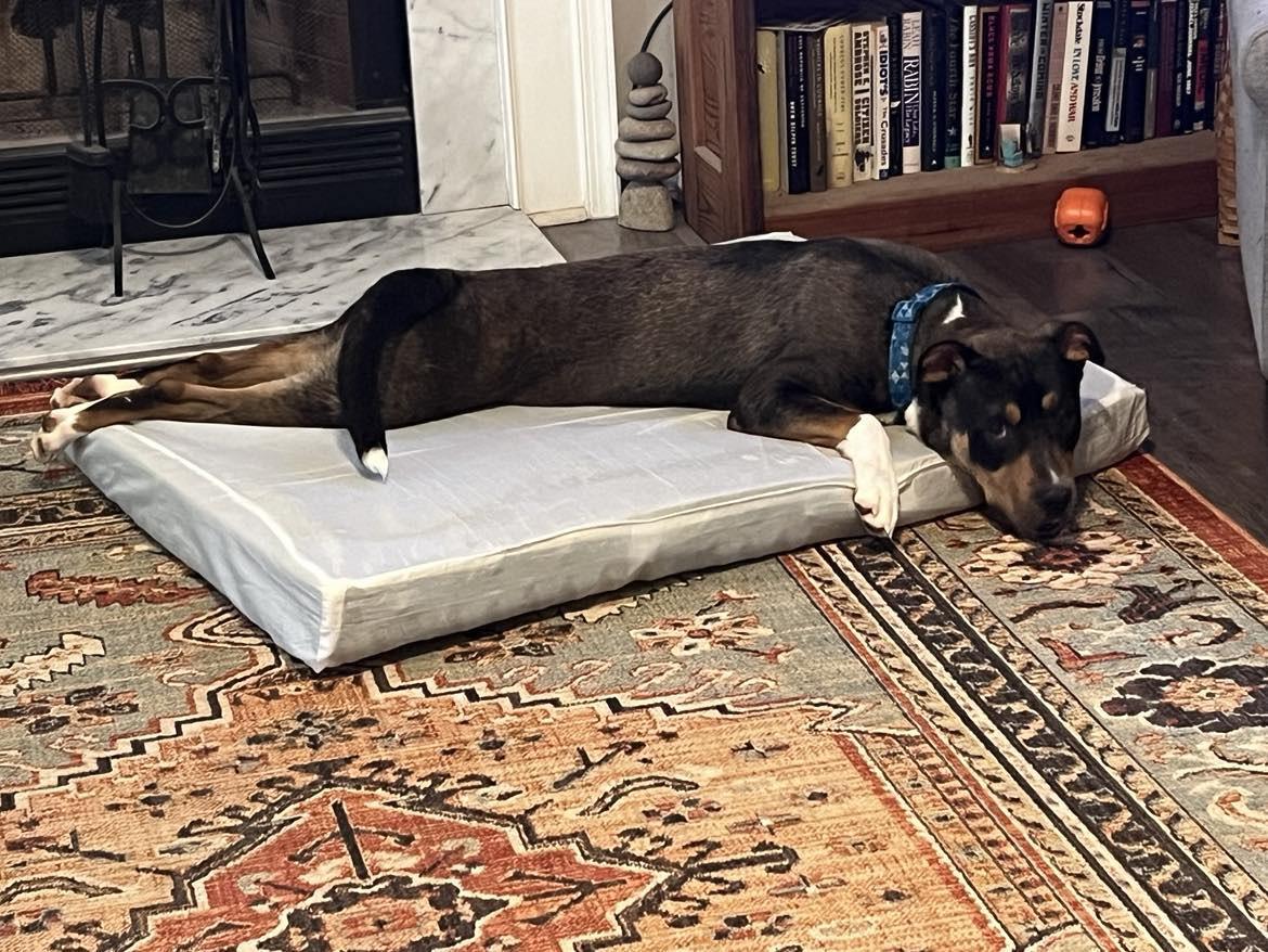 Elmo, a Adoptable mixed breed in holly springs, NC image 3/5