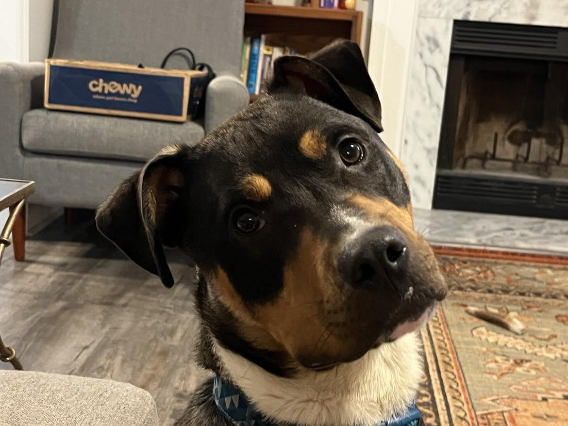 Elmo, Adoptable, Young Male Shepherd.