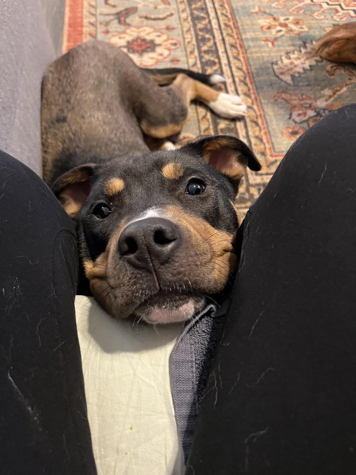 Elmo, a Adoptable mixed breed in holly springs, NC image 4/5