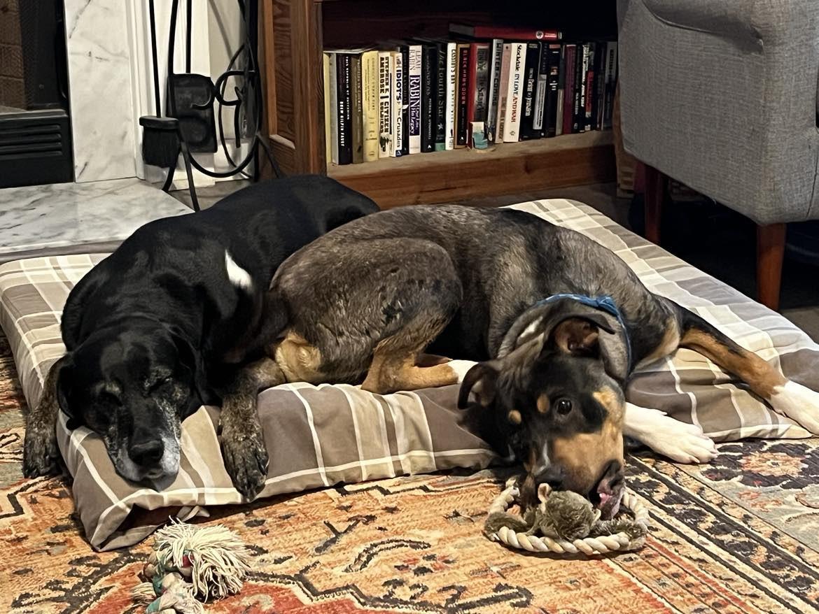 Elmo, a Adoptable mixed breed in holly springs, NC image 5/5