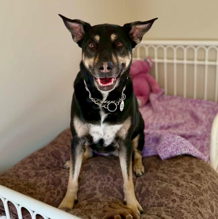 Mara Jade, Adoptable, Adult Female German Shepherd Dog & Mixed Breed.