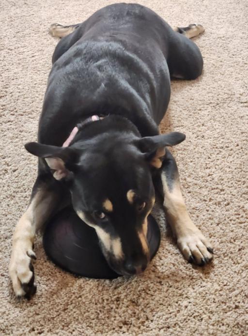 Enlarge Mara Jade, a Adoptable mixed breed in Mead, CO image 2/5