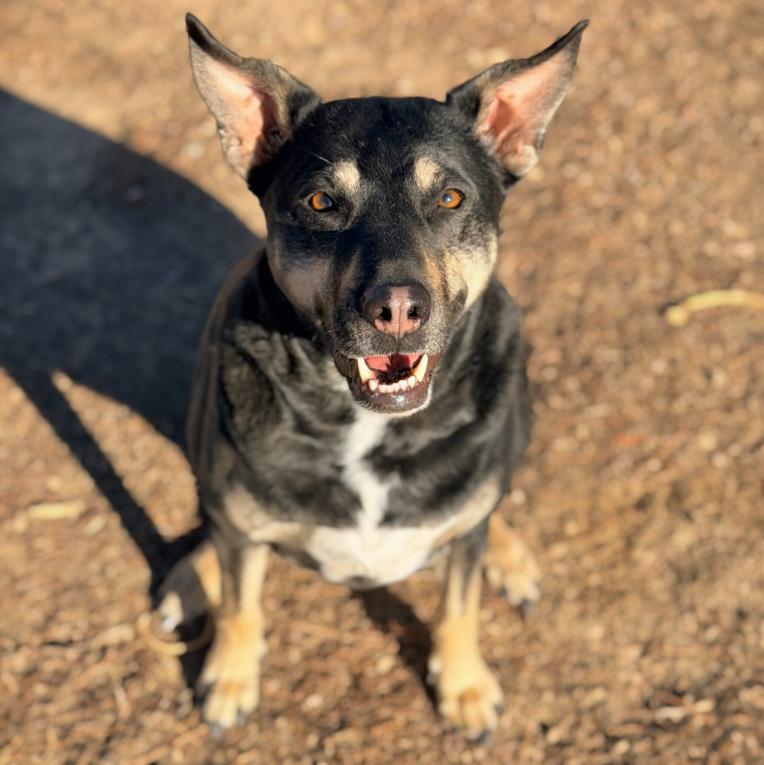 Mara Jade, Adoptable, Adult Female Australian Kelpie & Mixed Breed.