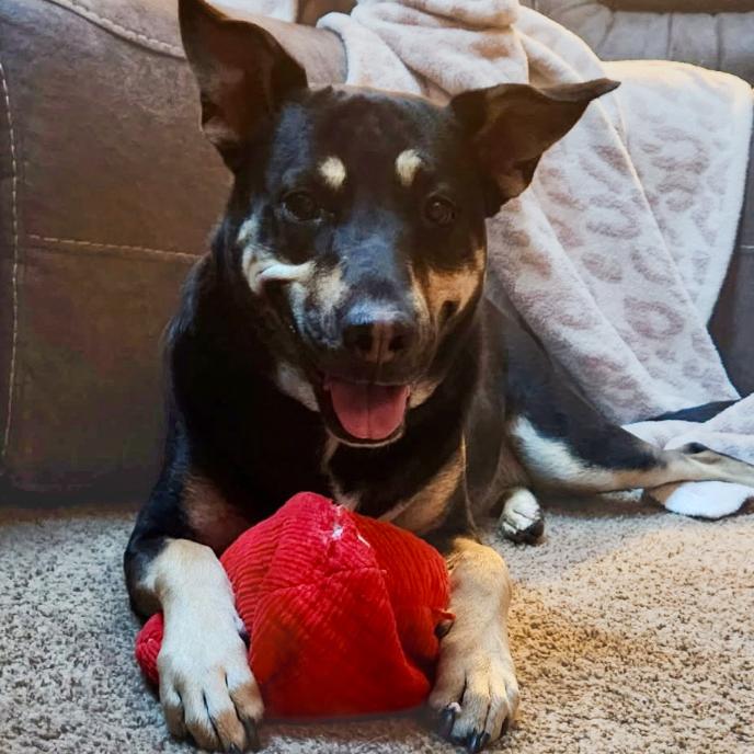 Enlarge Mara Jade, a Adoptable mixed breed in Mead, CO image 4/5