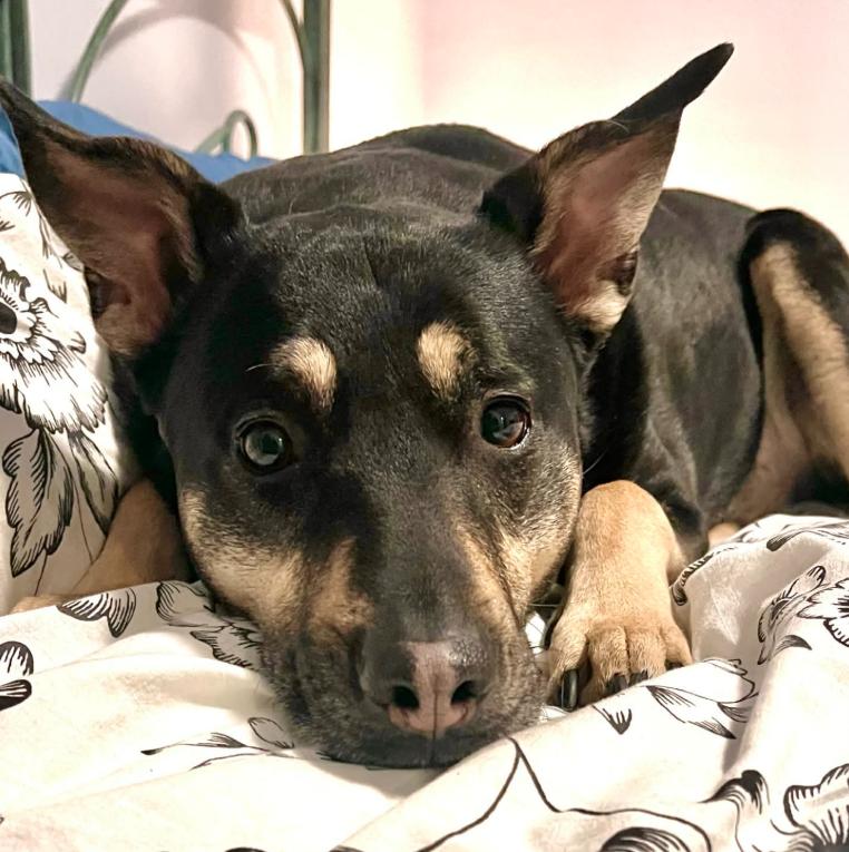 Enlarge Mara Jade, a Adoptable mixed breed in Mead, CO image 1/6