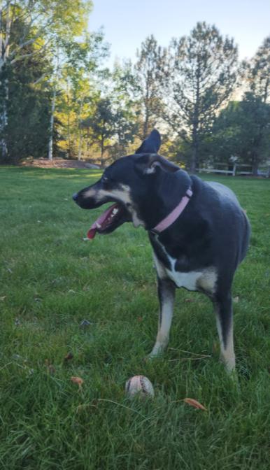 Enlarge Mara Jade, a Adoptable mixed breed in Mead, CO image 5/5