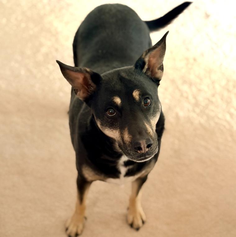Mara Jade, Adoptable, Adult Female Australian Kelpie & Mixed Breed.