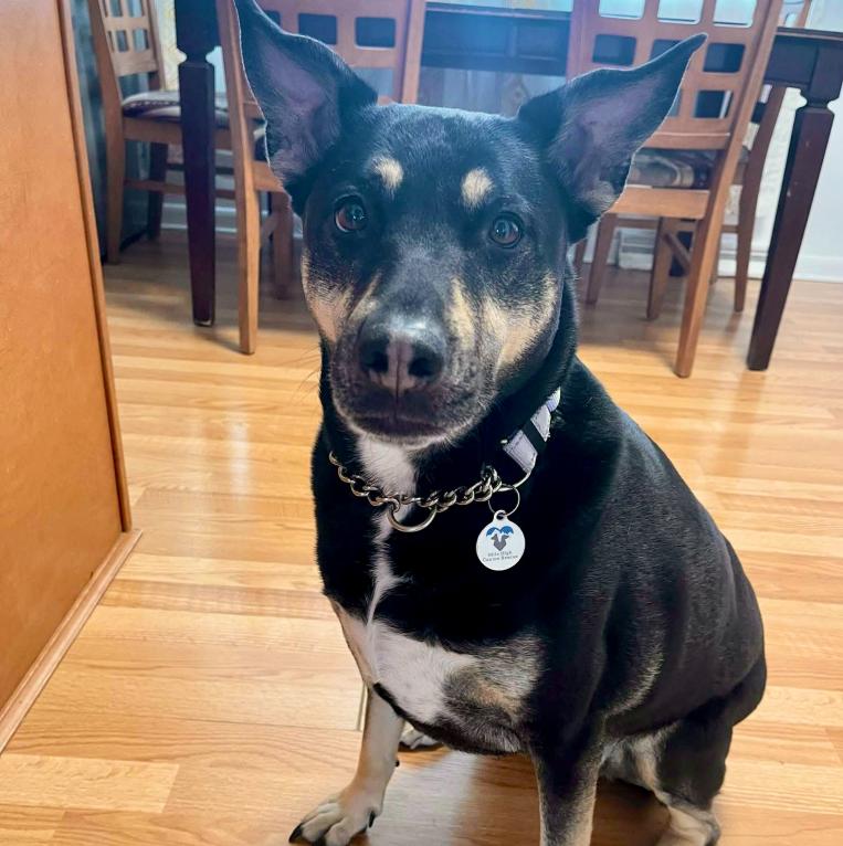 Enlarge Mara Jade, a Adoptable mixed breed in Mead, CO image 1/6