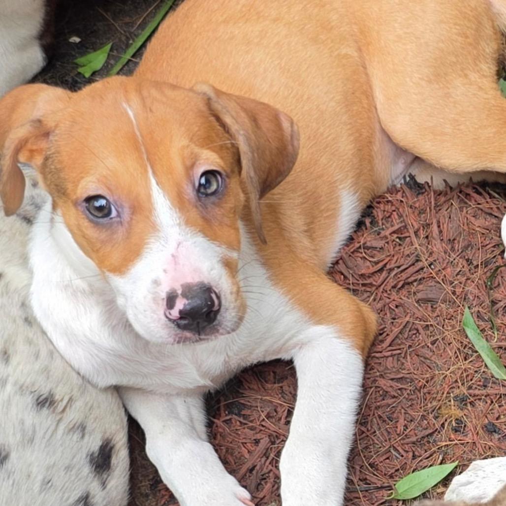 Enlarge Grasshopper, a Adoptable Hound in Jersey City, NJ image 1/2