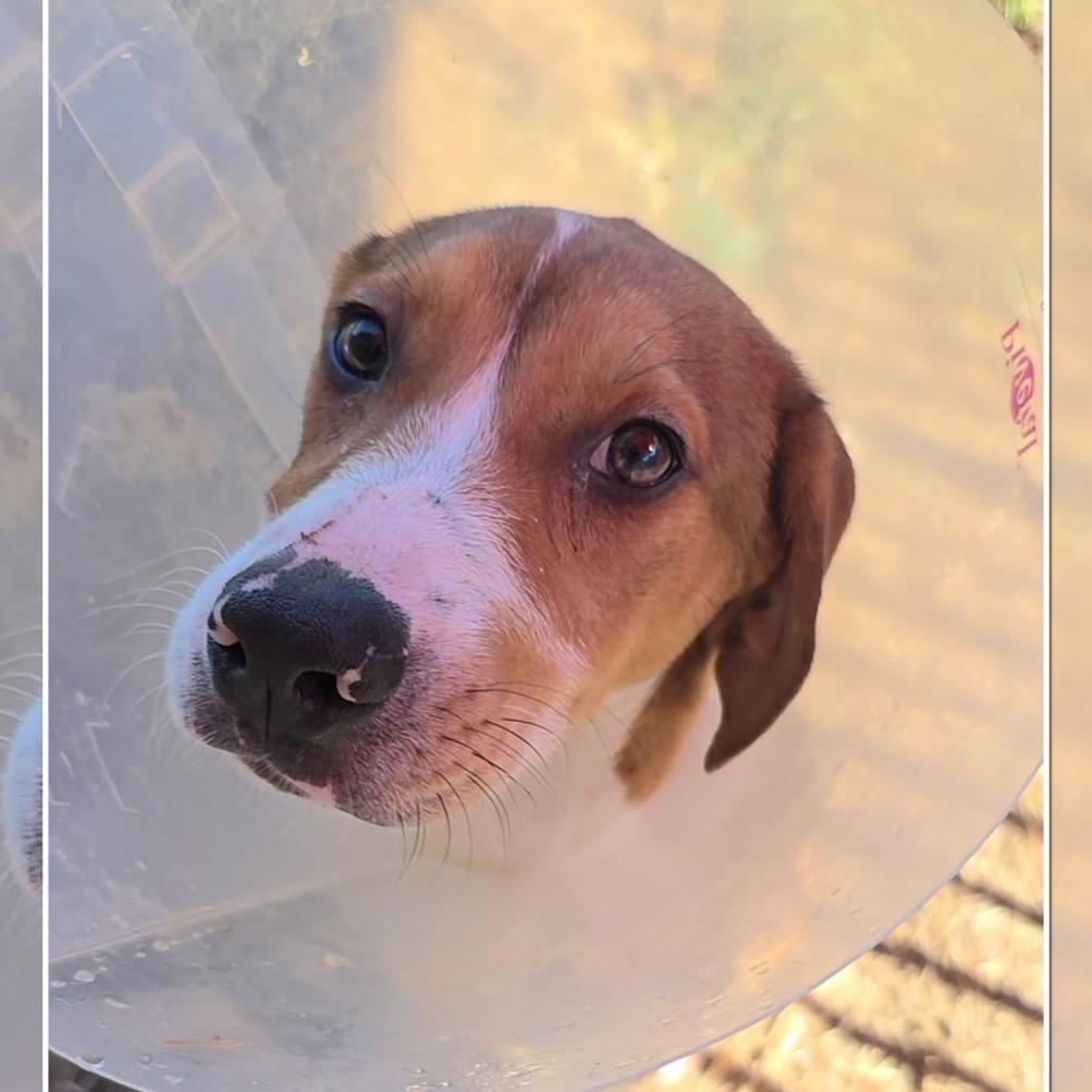 Enlarge Grasshopper, a Adoptable Hound in Jersey City, NJ image 2/2