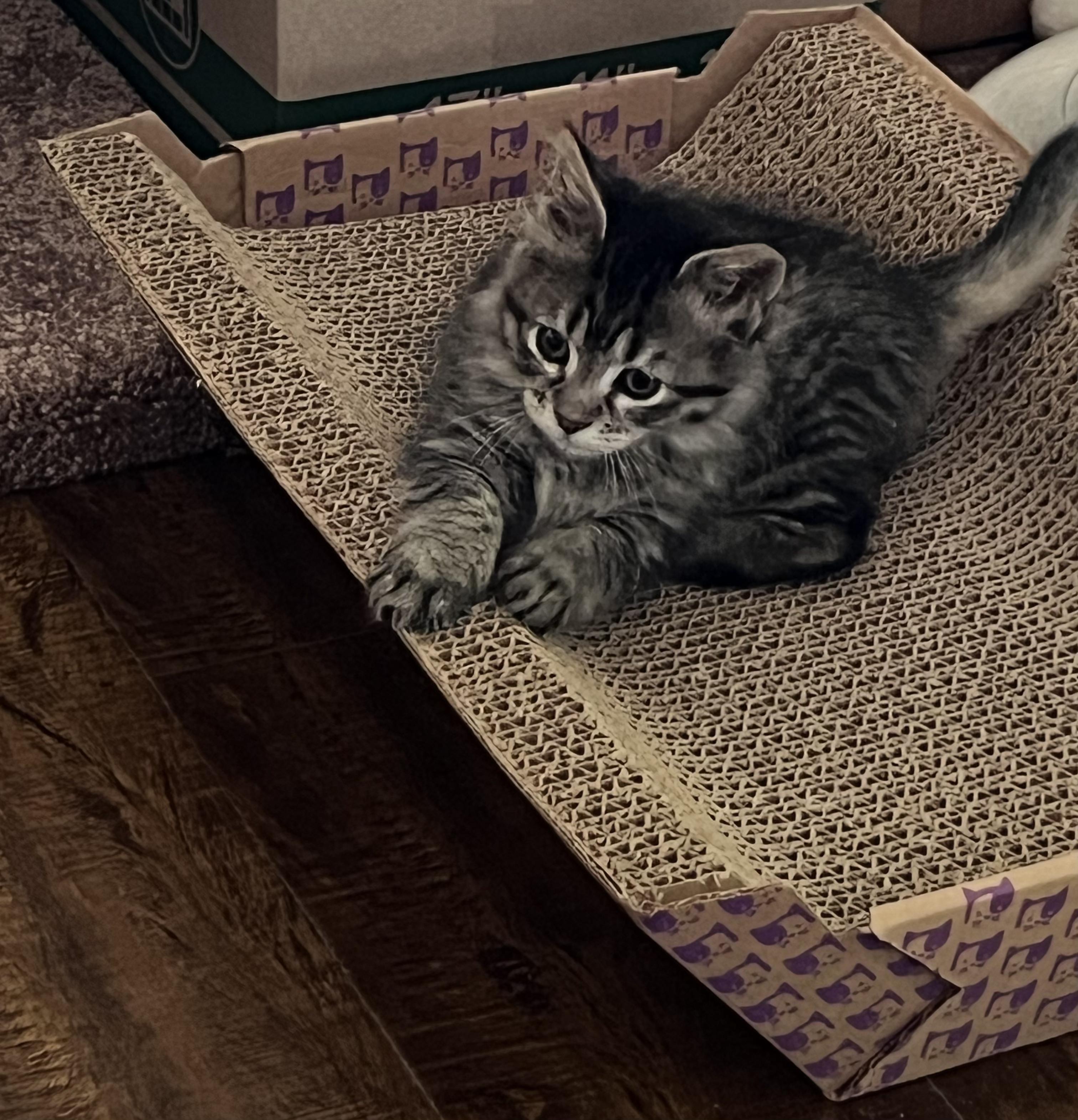 Lexi, Adopted, Kitten Female Maine Coon.