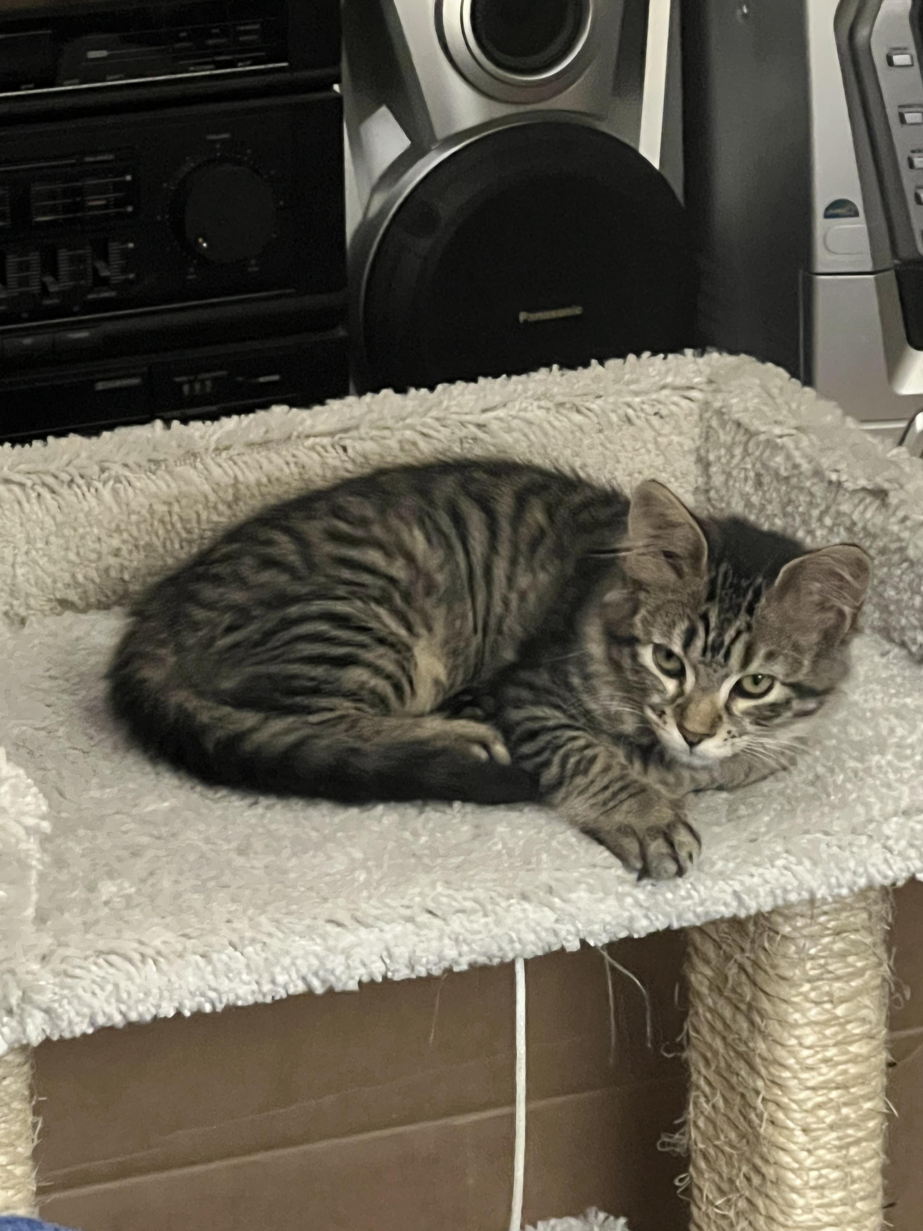 Lexi, a Adopted mixed breed in Dallas, TX image 2/5