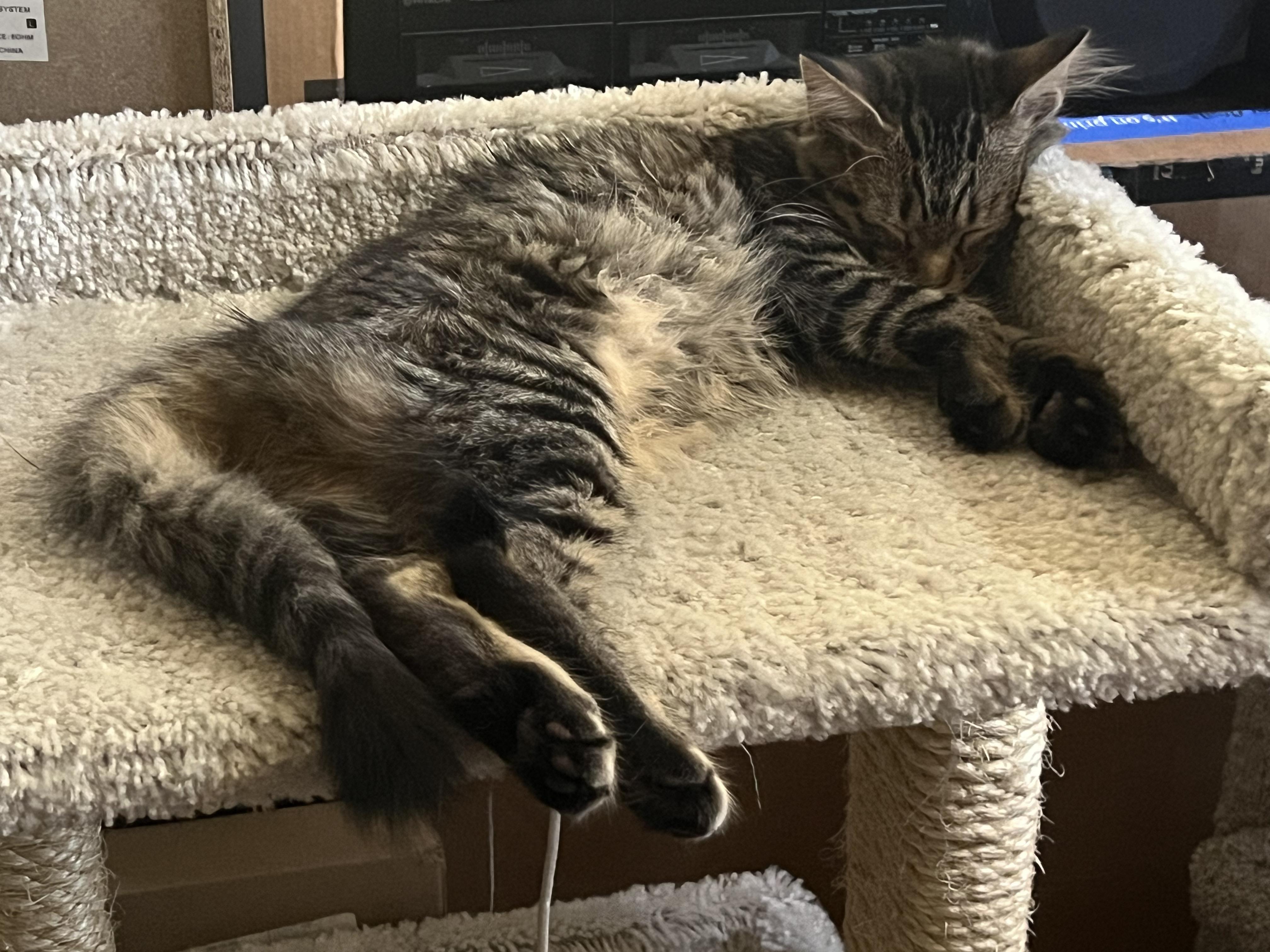 Lexi, a Adopted mixed breed in Dallas, TX image 3/5