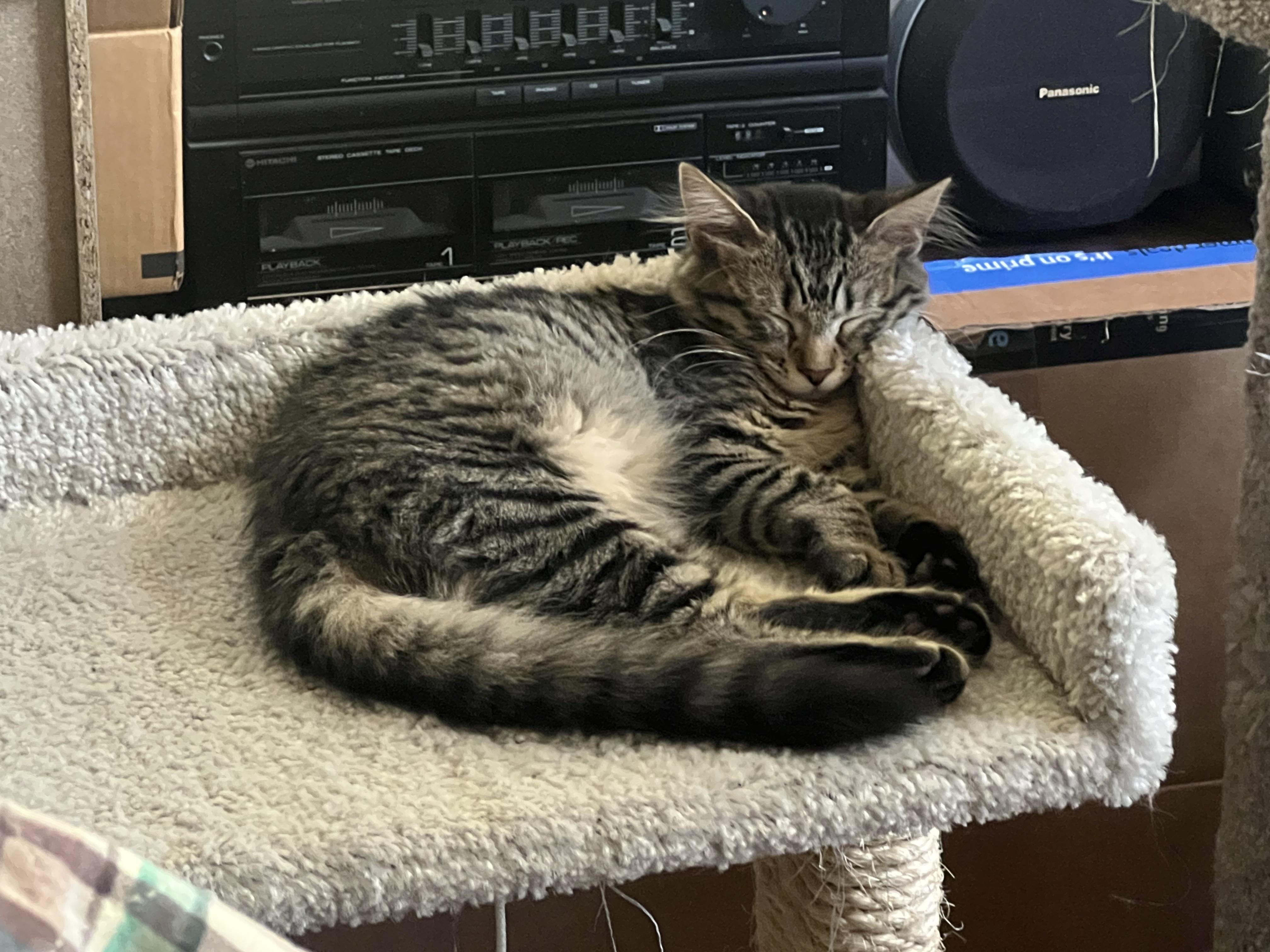 Lexi, a Adopted mixed breed in Dallas, TX image 4/5