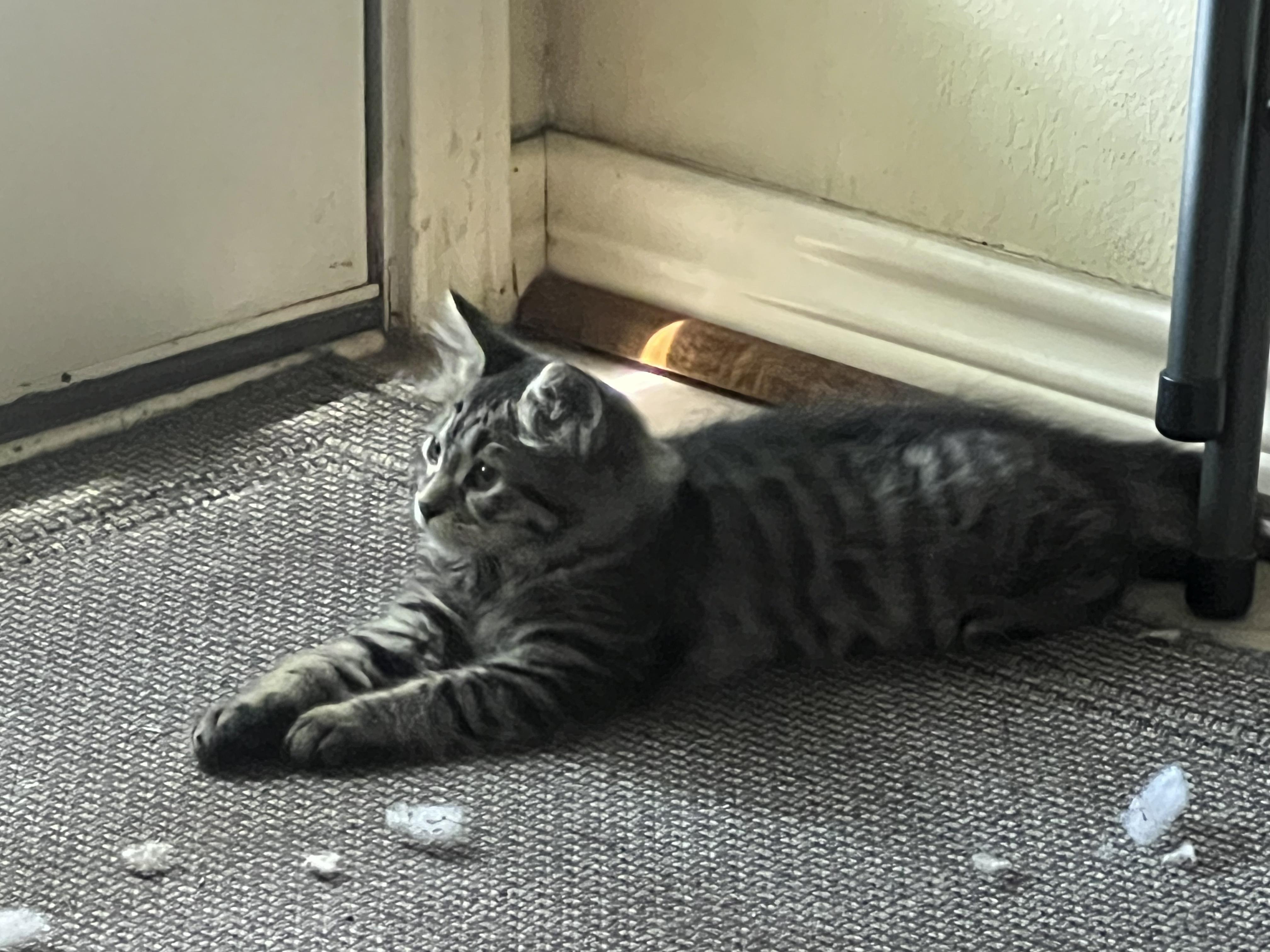 Lexi, a Adopted mixed breed in Dallas, TX image 5/5