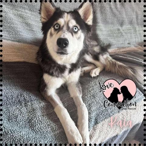 Kaia, Adoptable, Young Female Husky.