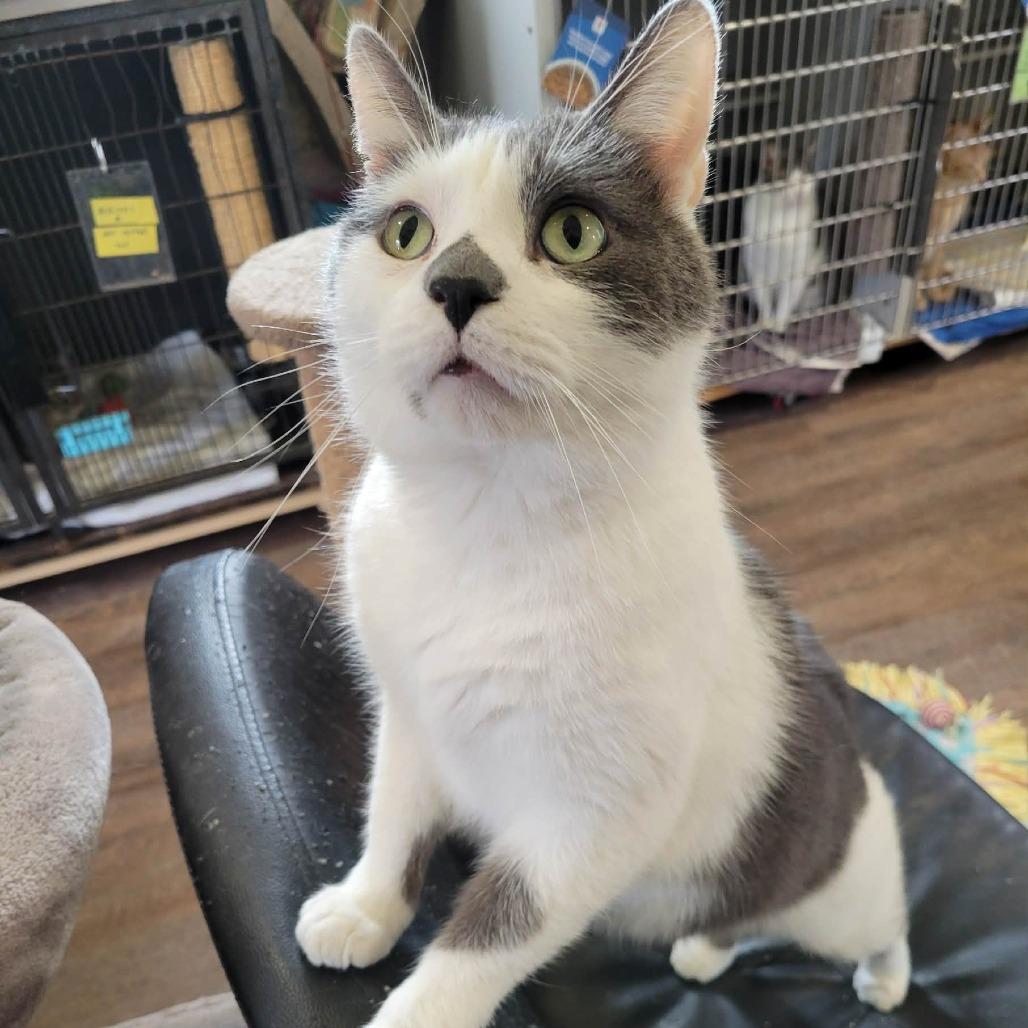 Enlarge Jake (bonded with Tom), a Adoptable Domestic Short Hair in Park Falls, WI image 1/3