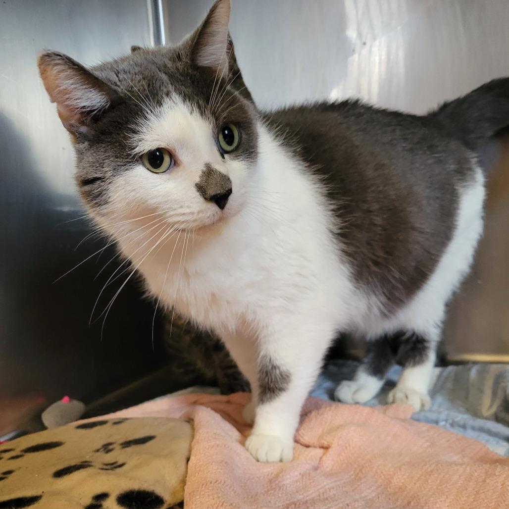 Enlarge Jake, a Adoptable Domestic Short Hair in Park Falls, WI image 1/1