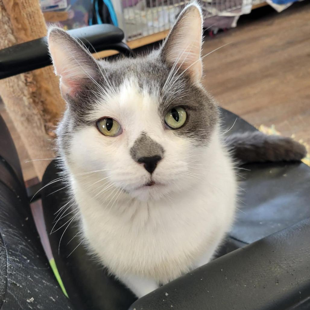 Enlarge Jake (bonded with Tom), a Adoptable Domestic Short Hair in Park Falls, WI image 3/3