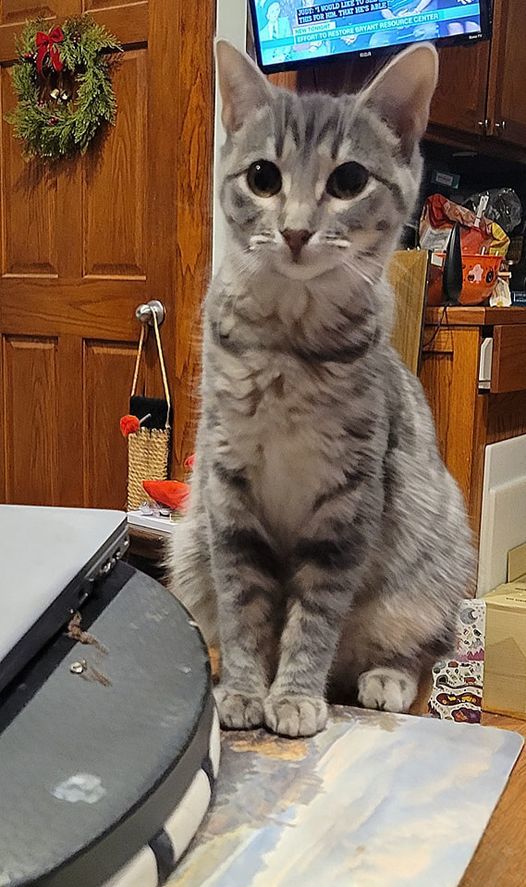 Eydie, Adoptable, Adult Female Domestic Short Hair & Tabby.