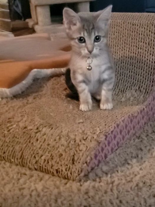 Eydie, a Adoptable mixed breed in Omaha, NE image 4/7